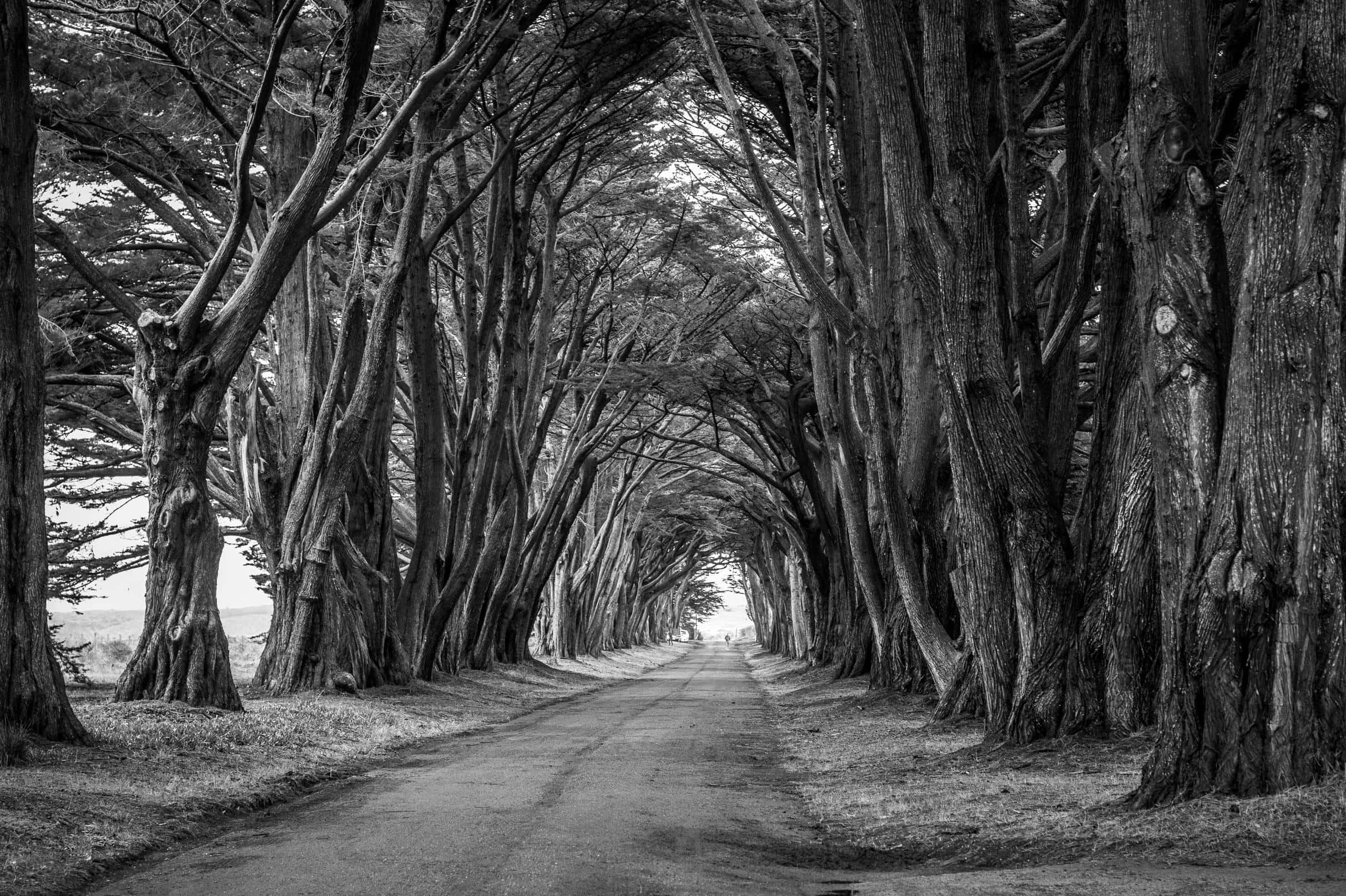 monochrome, road, tunnel of towering, gnarled trees, Full HD Desktop Wallpaper