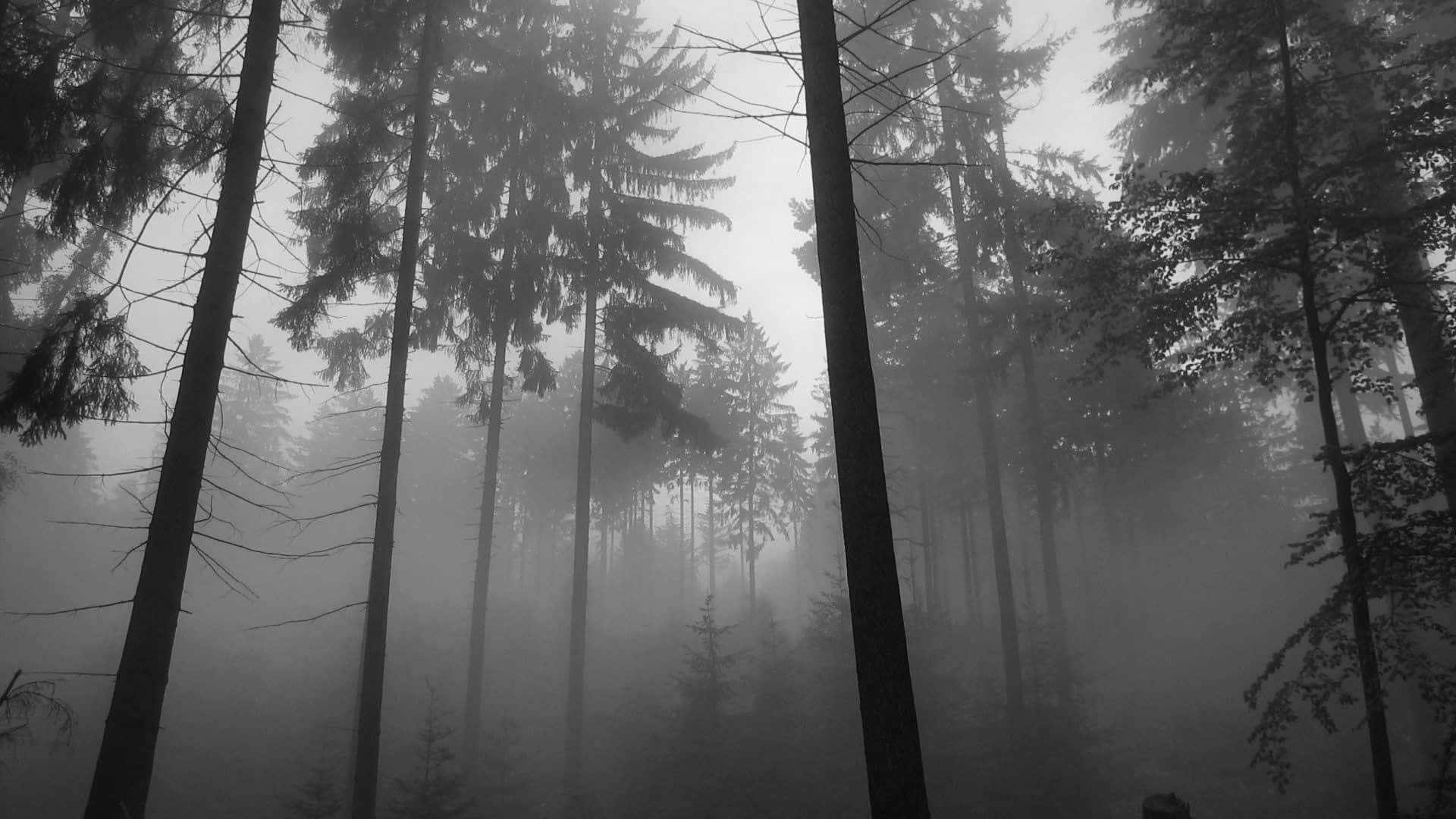 black and white nature, pine trees, dense mist, Full HD Desktop Wallpaper