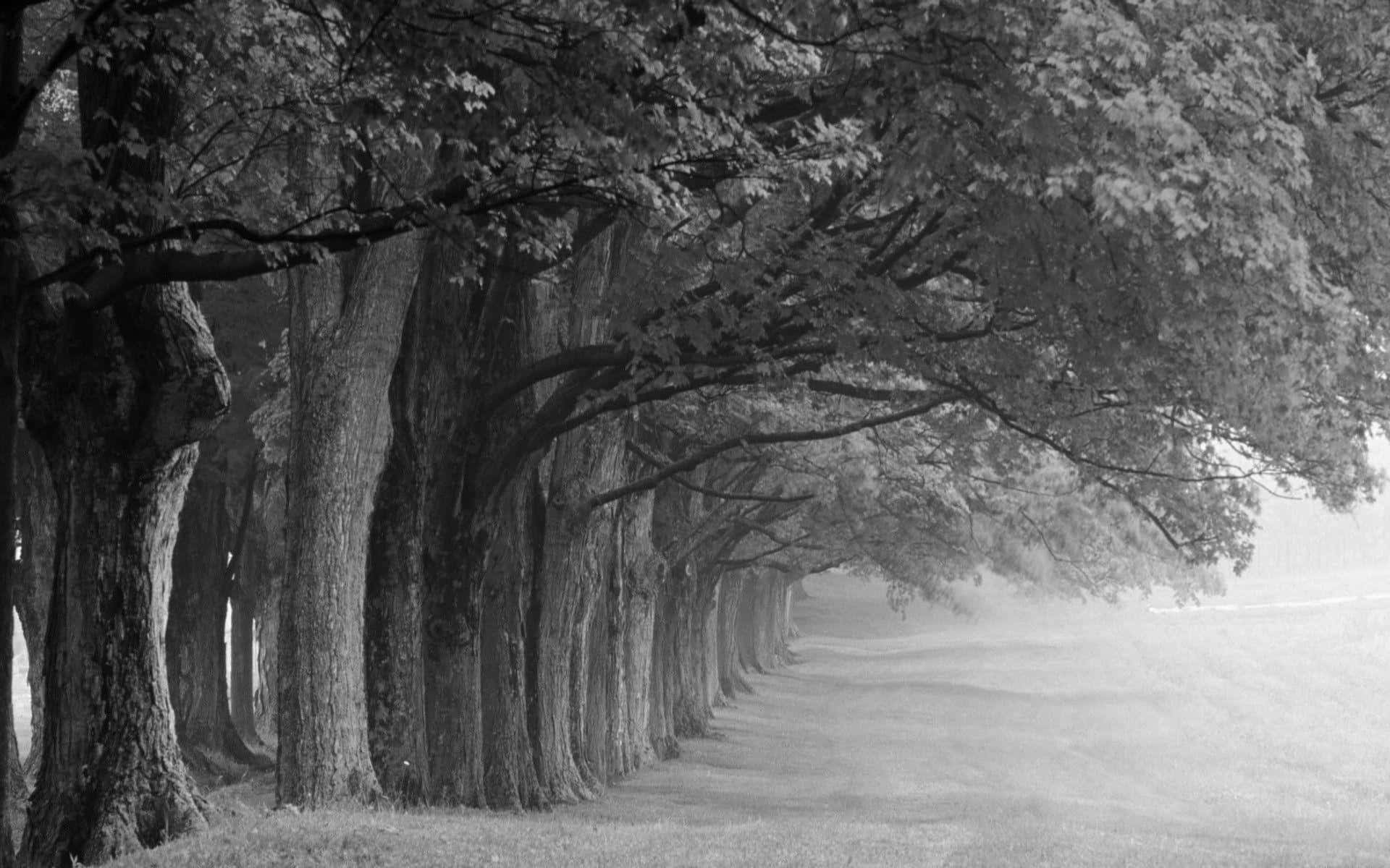 black and white nature, serene black and white nature scenery, misty avenue of towering trees, Full HD Desktop Wallpaper