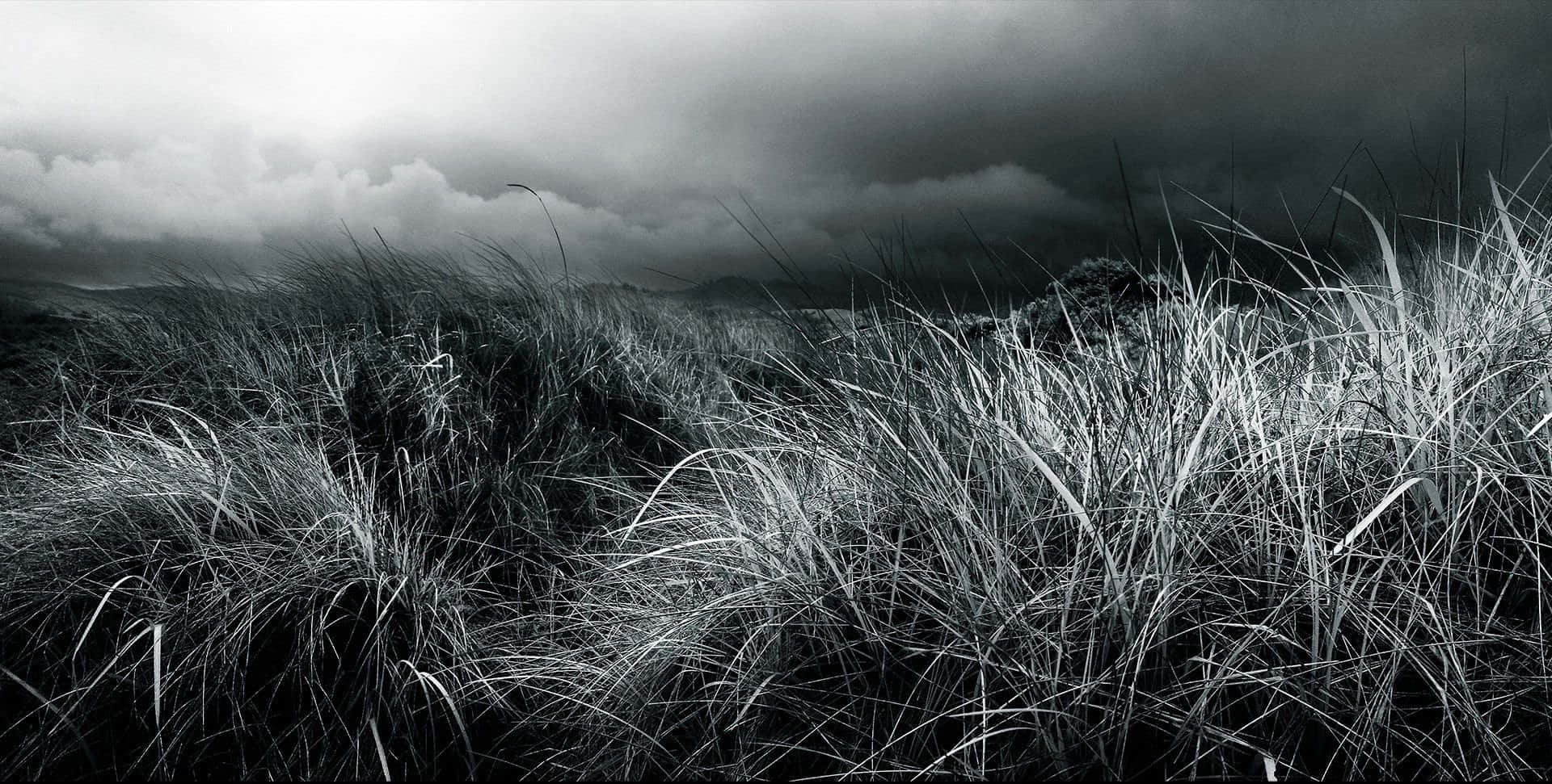 Black And White Nature, monochrome, grasses, Full HD Desktop Wallpaper