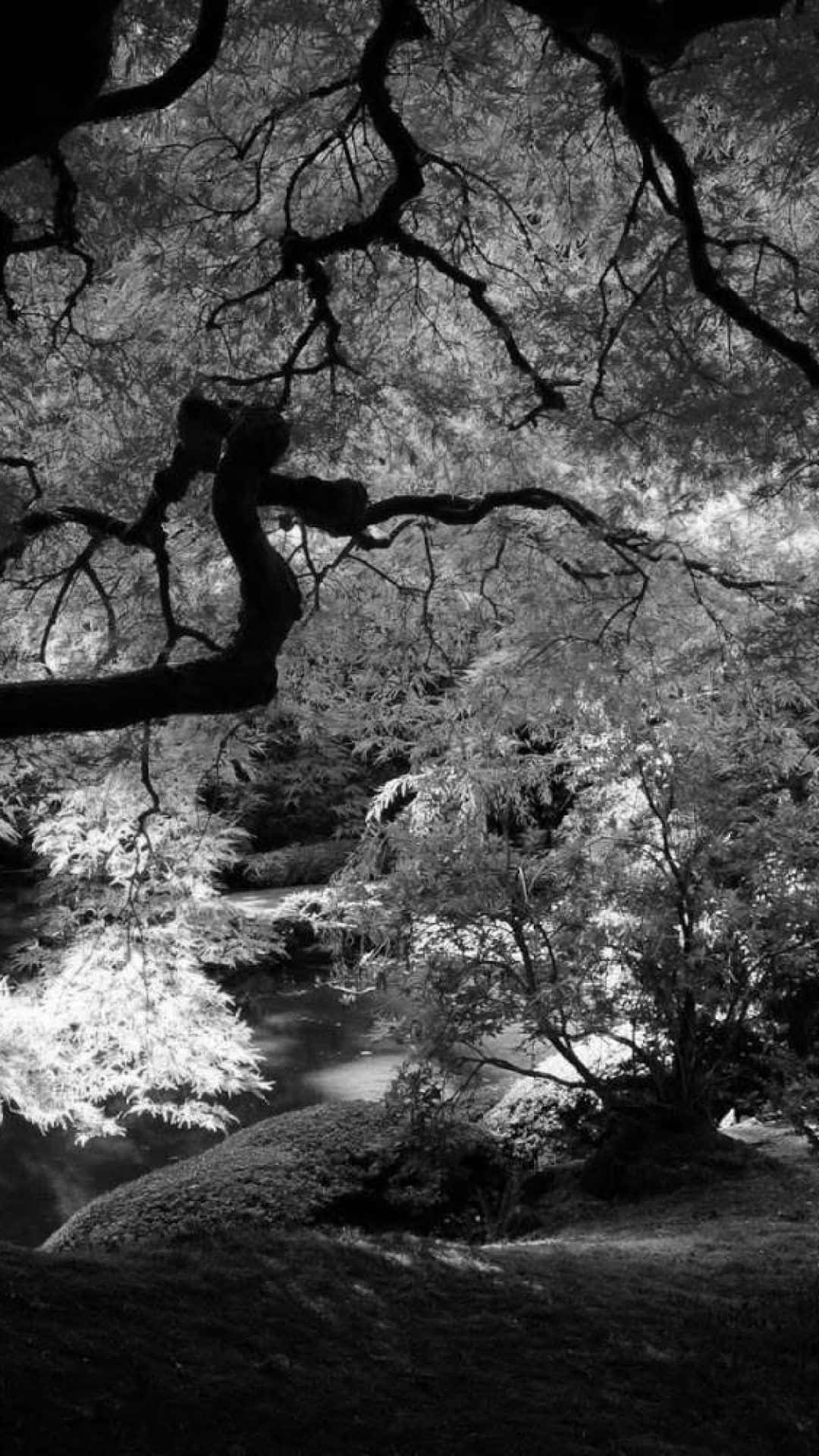 gnarled tree branches, serene stream, misty forest, Full HD Phone Wallpaper