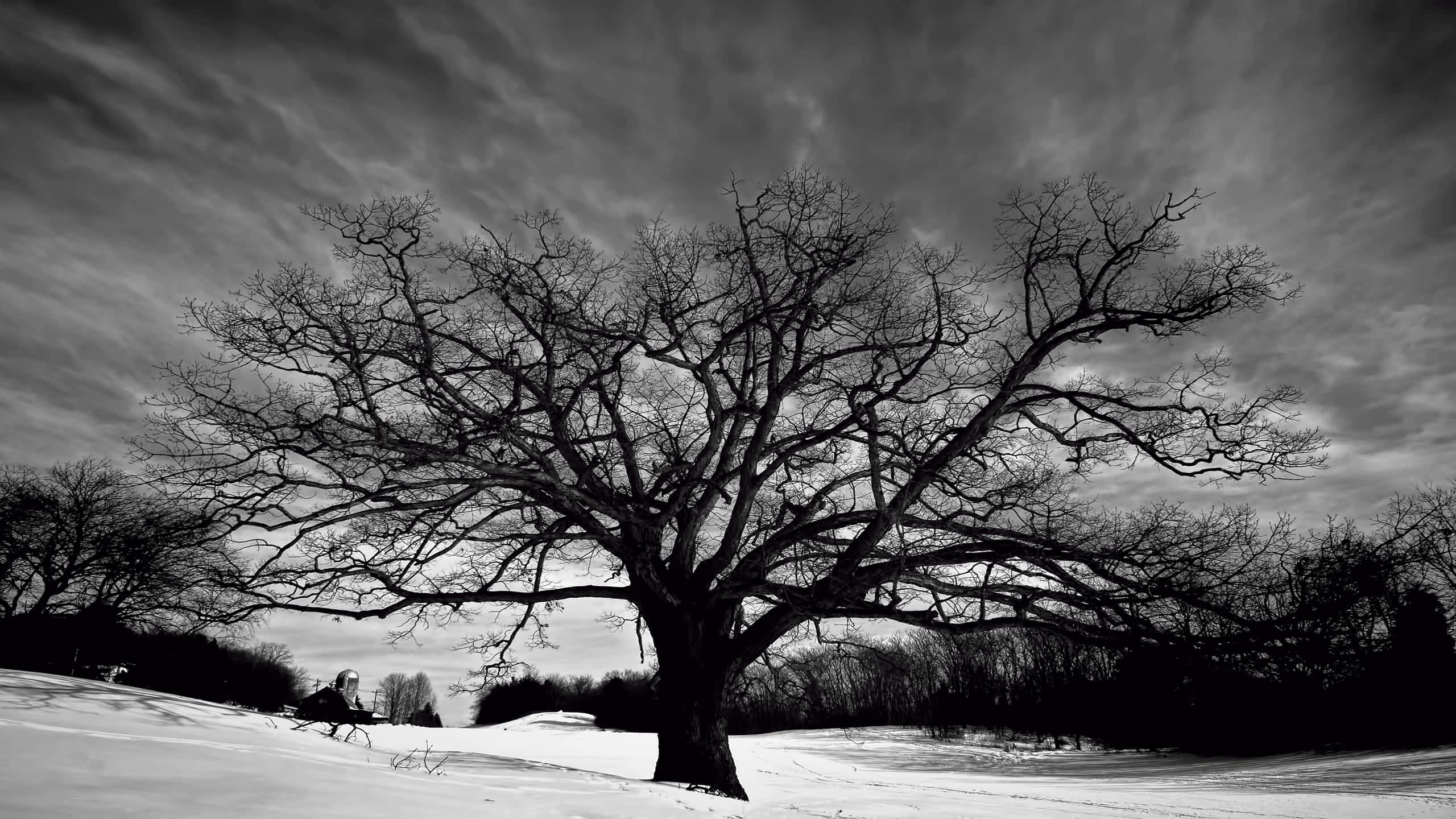 black and white nature, winter scene, leafless tree, 2K Desktop Wallpaper