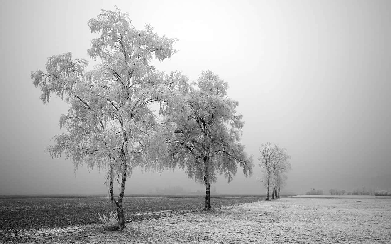 black and white forest scene, frost-covered trees, misty winter field, HD Desktop Wallpaper