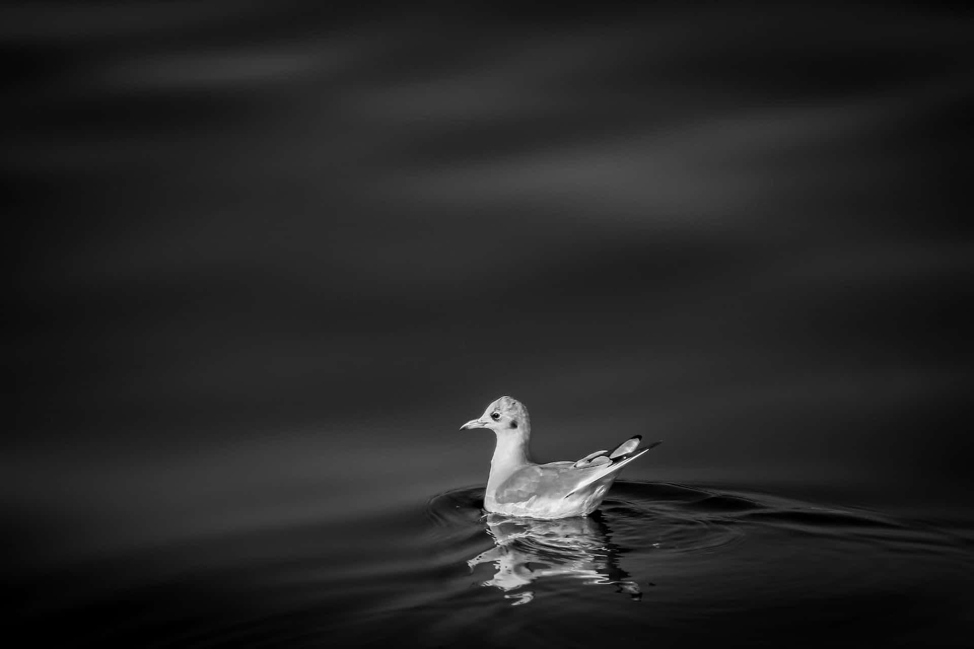 seagull, dark water, reflection, Full HD Desktop Wallpaper