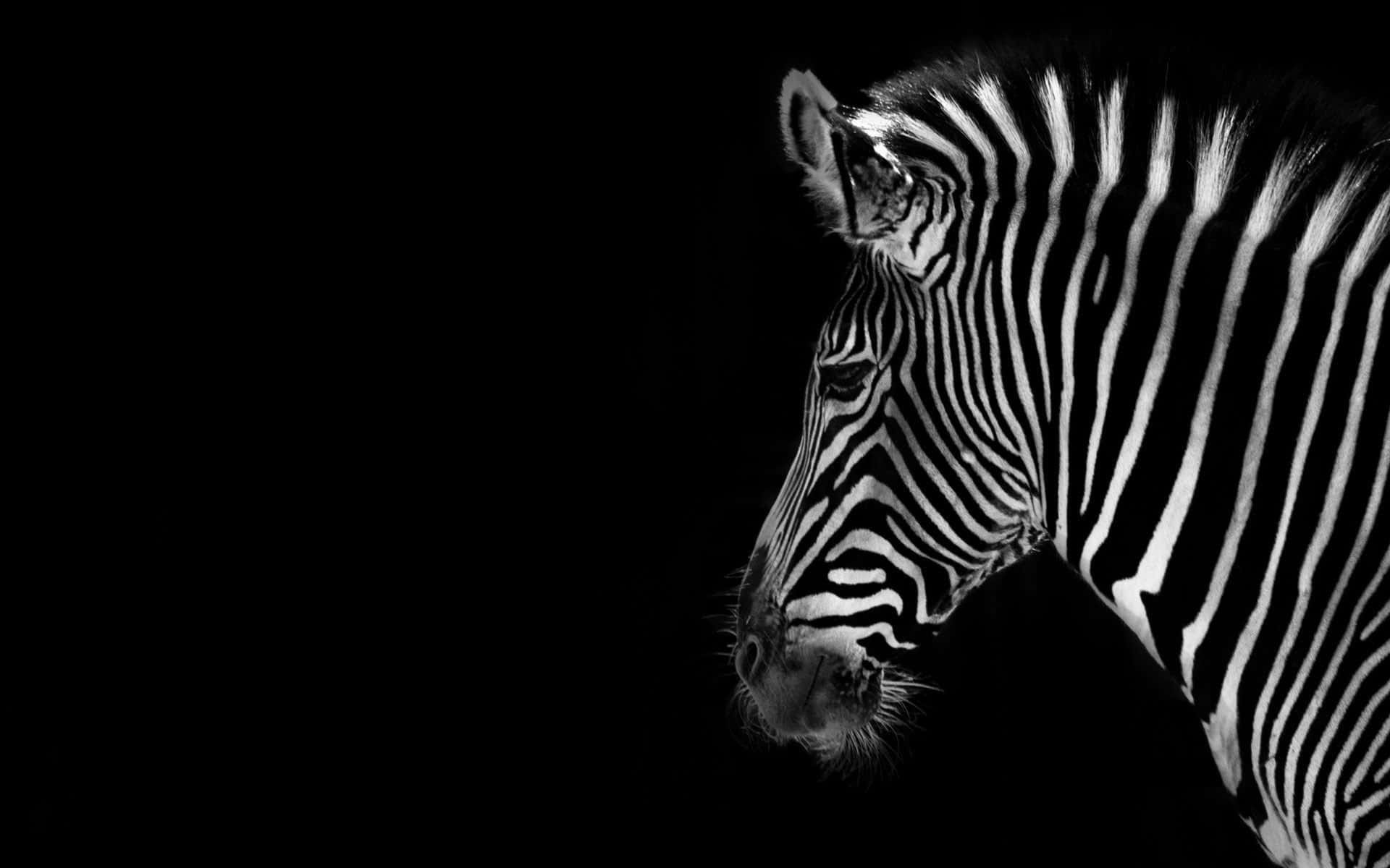 zebra, black and white portrait, profile, Full HD Desktop Wallpaper