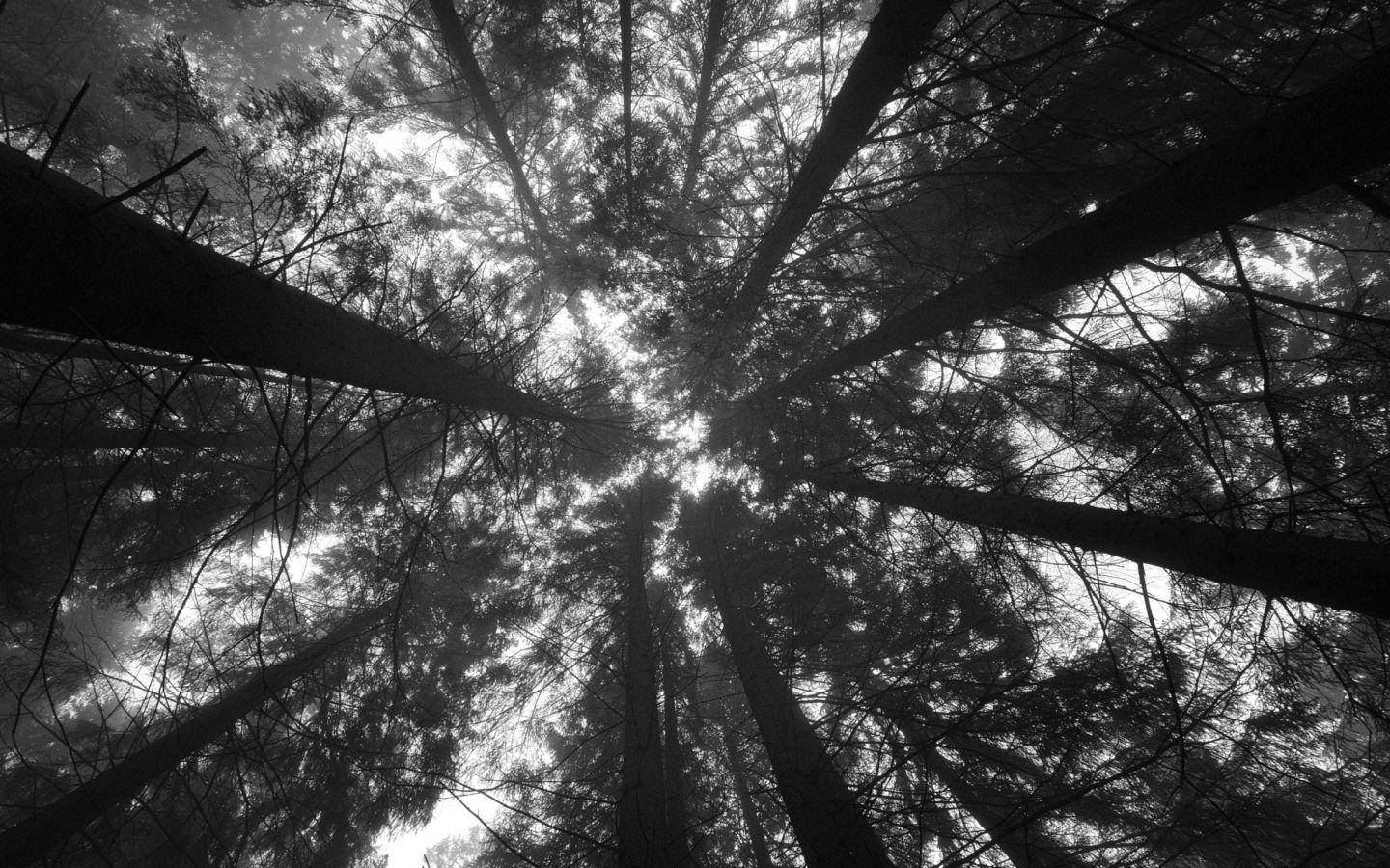 black and white aesthetic, trees from below, towering tree trunks, HD Desktop Wallpaper
