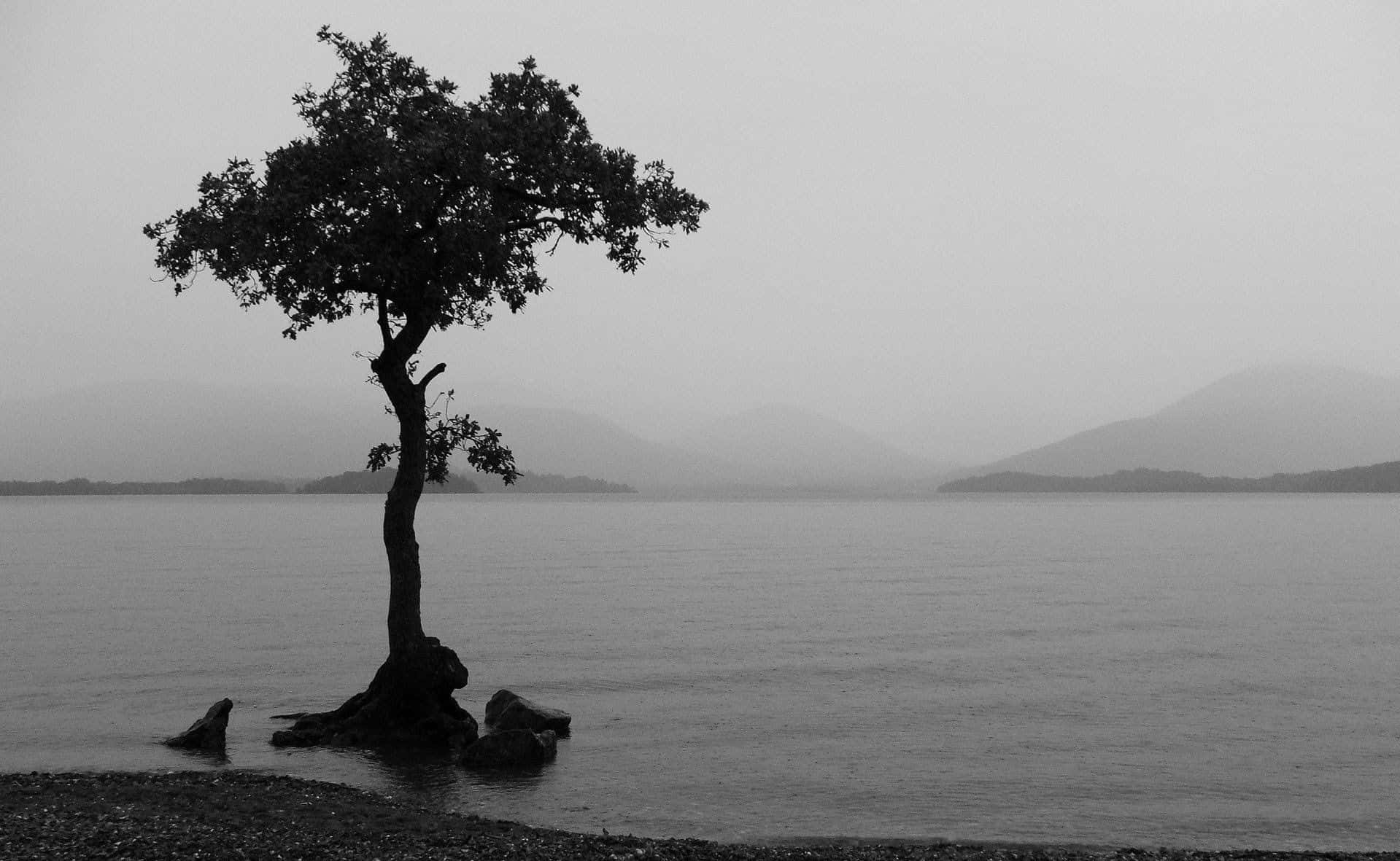 solitary tree, rocks, water's edge, HD Desktop Wallpaper