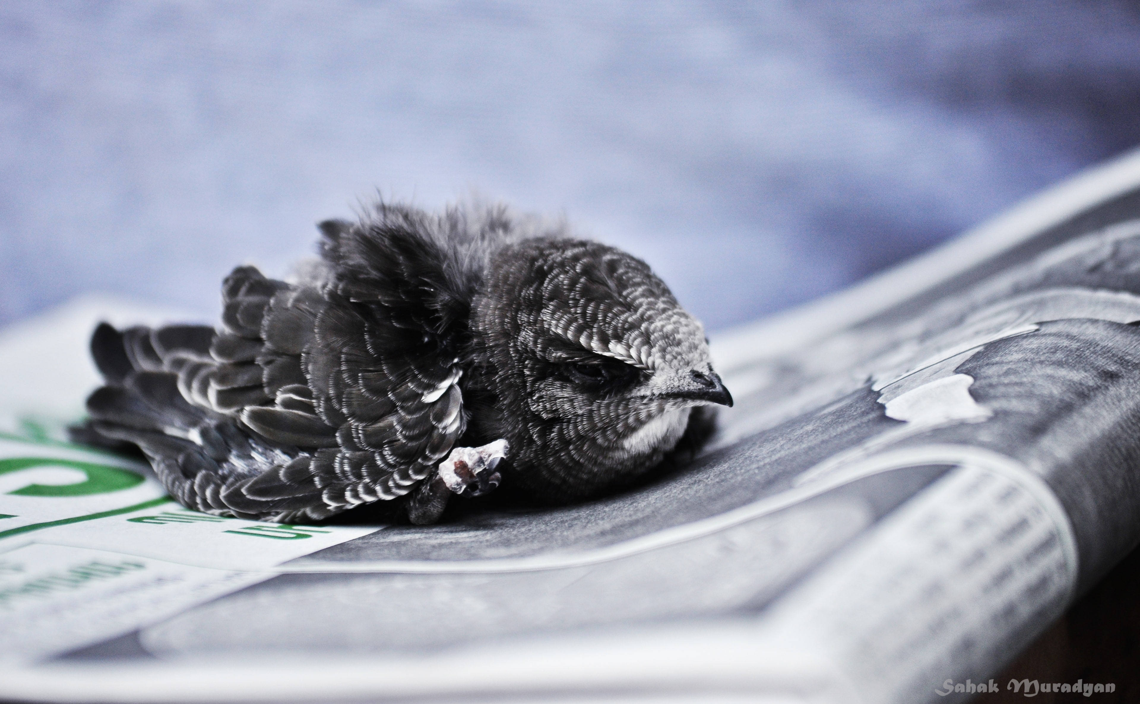 bird, newspaper, folded newspaper, 4K Desktop Wallpaper