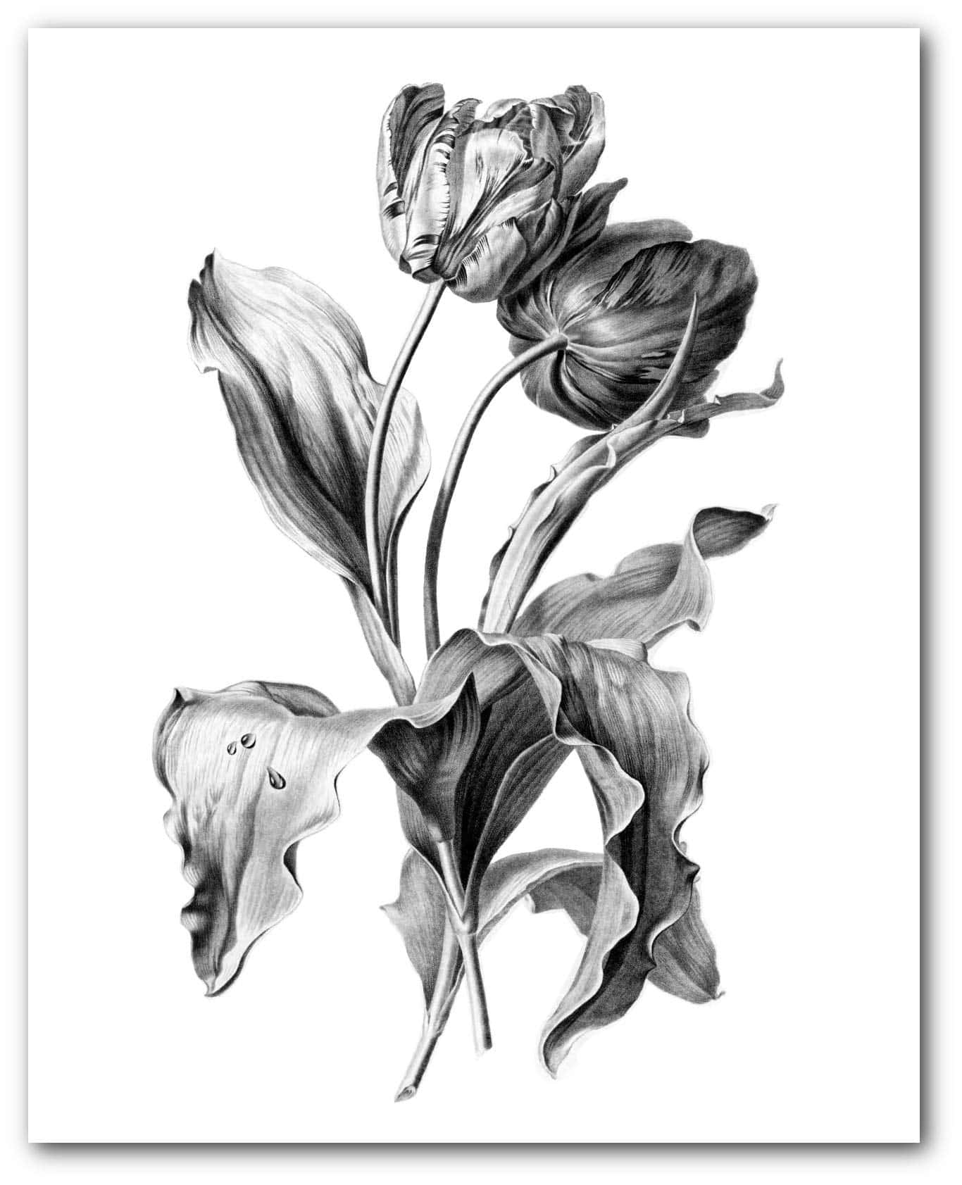 black and white drawing, monochrome pencil drawing, wilting tulips, HD Phone Wallpaper