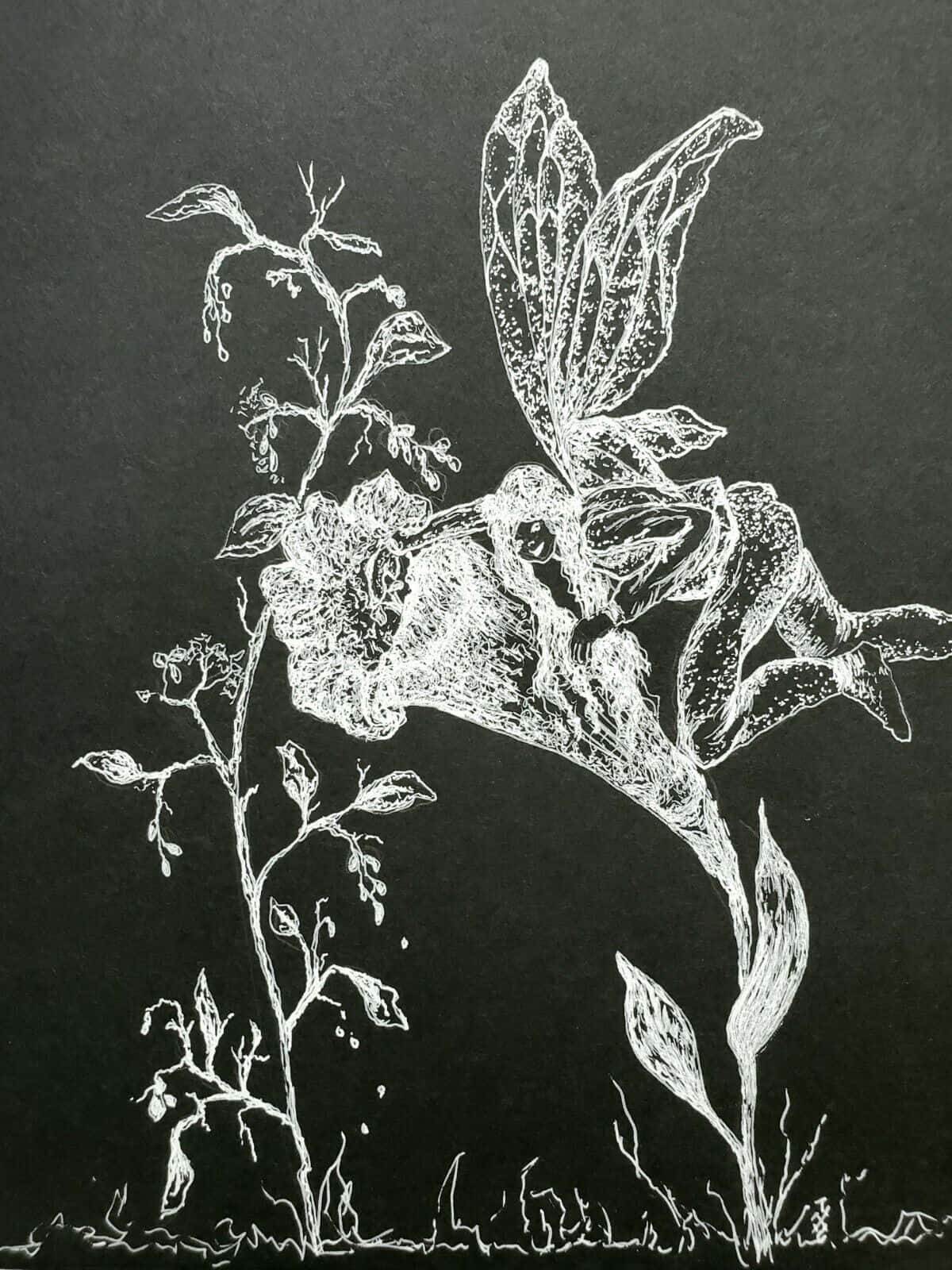 Black and White Ink Drawing, fairy, intricate wings, HD Phone Wallpaper