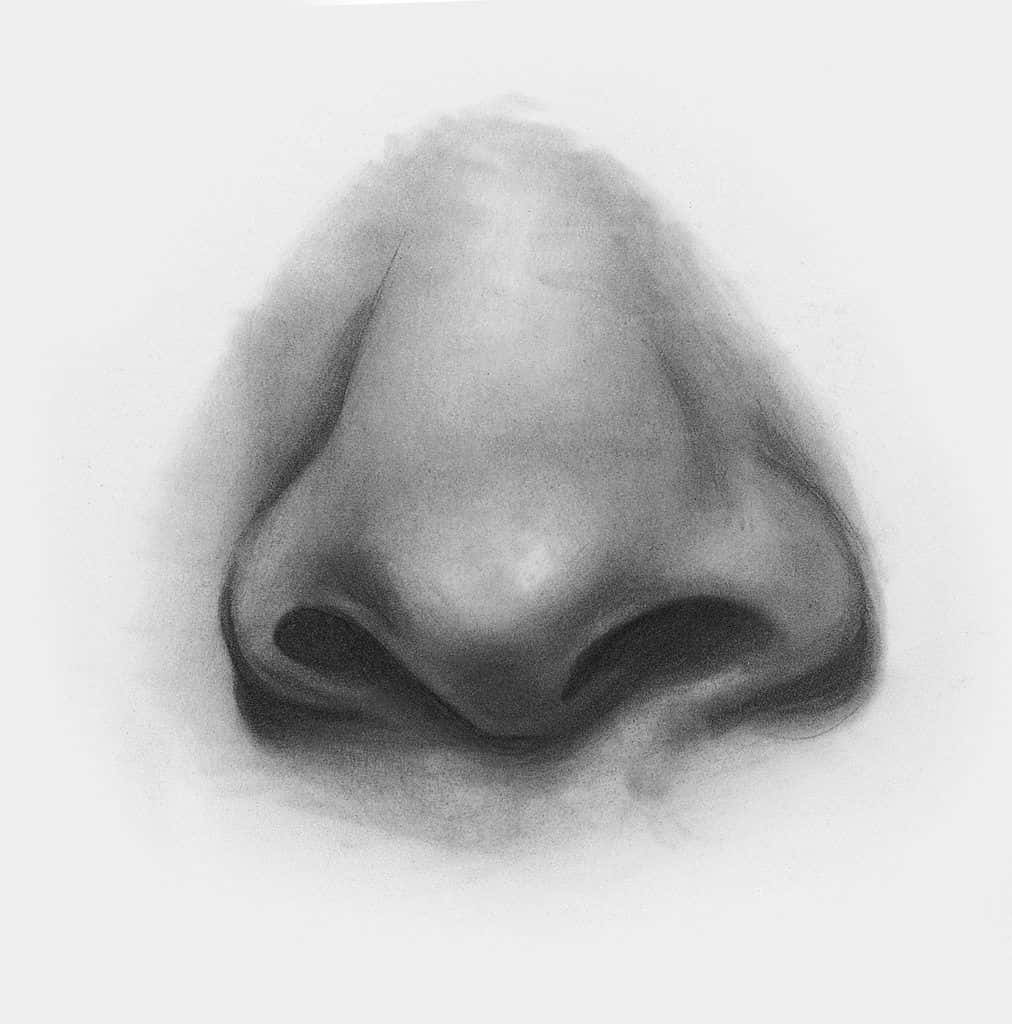 charcoal drawing, human nose, soft shading, SD Phone Wallpaper