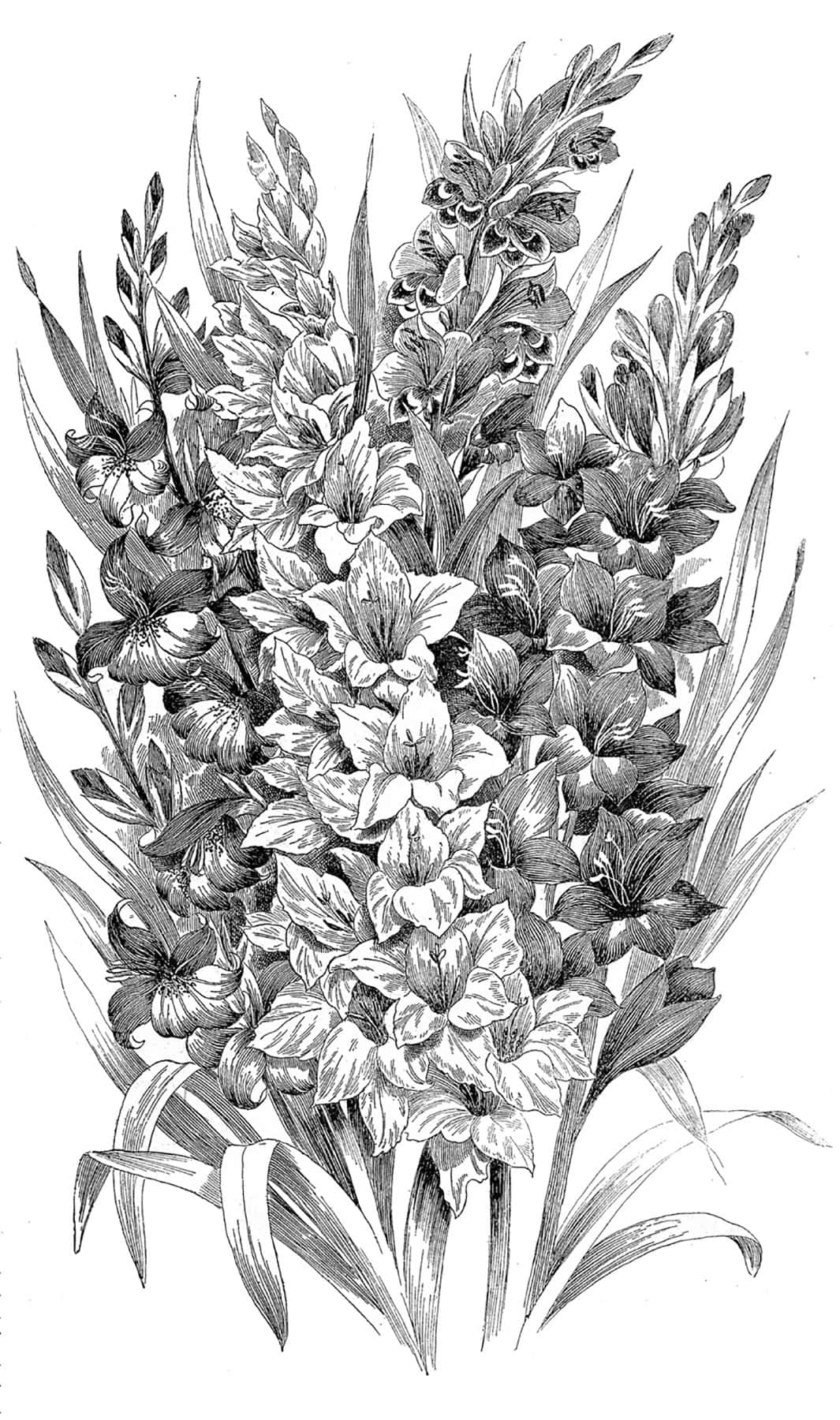 gladiolus flowers, botanical illustration, intricate shading, HD Phone Wallpaper