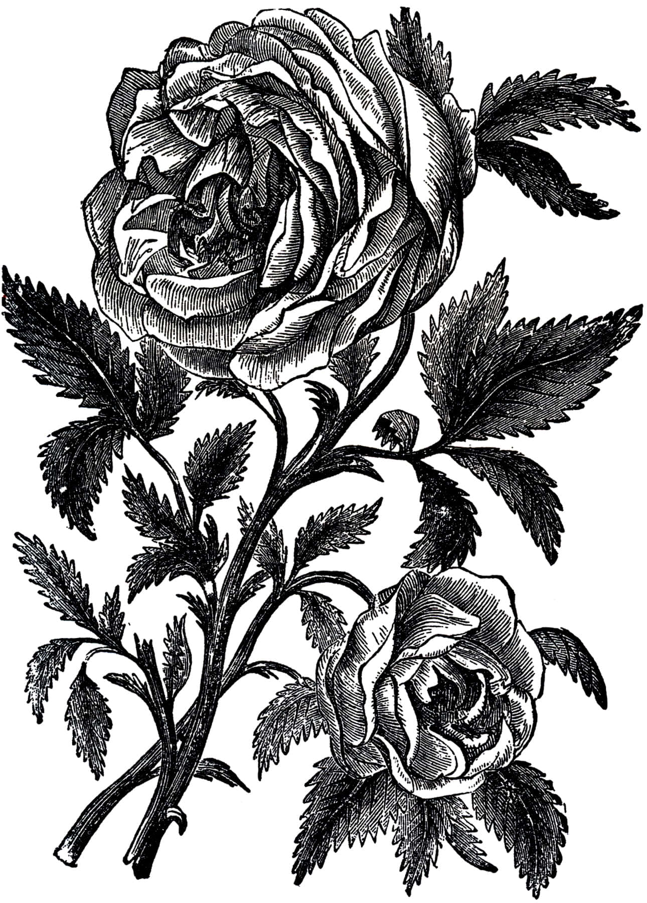 black and white drawing, vintage engraving, two roses, HD Phone Wallpaper