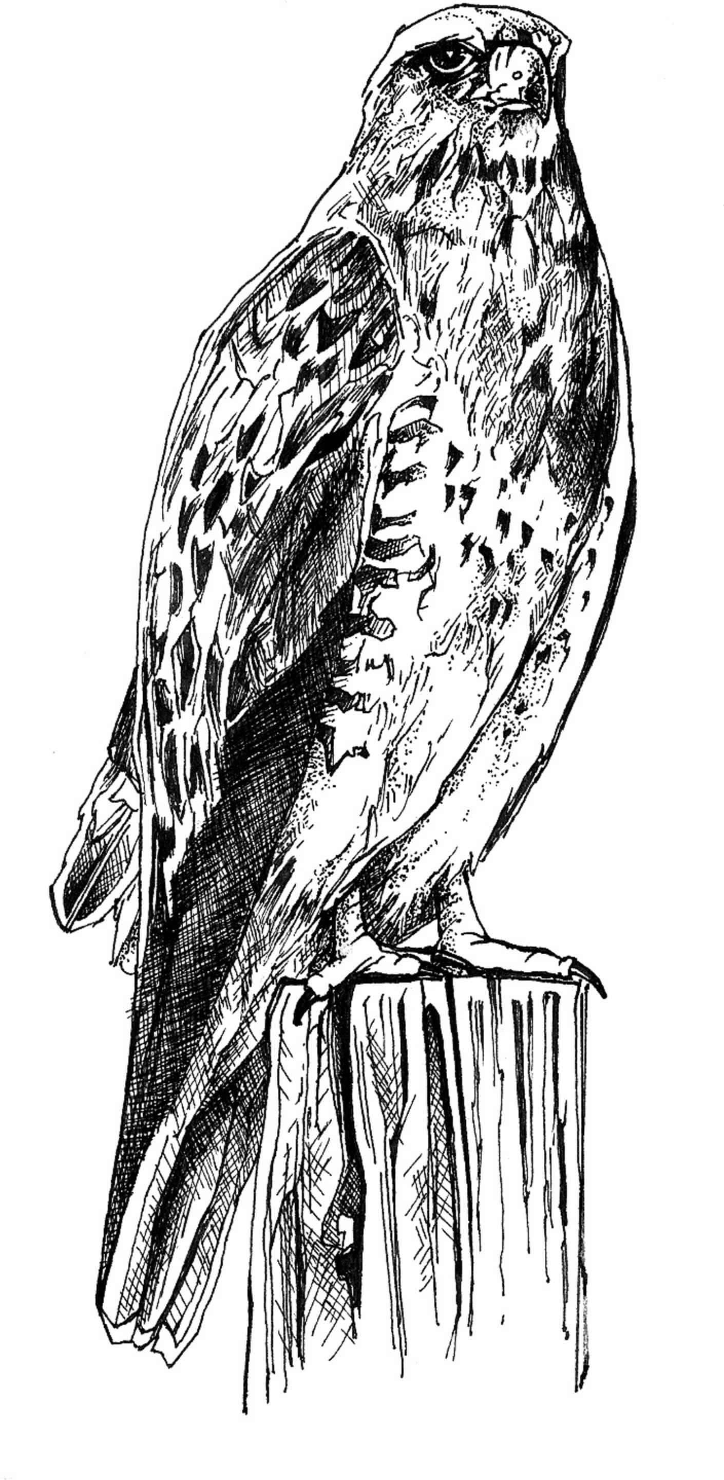 hawk, weathered wooden post, black and white sketch, 2K Phone Wallpaper