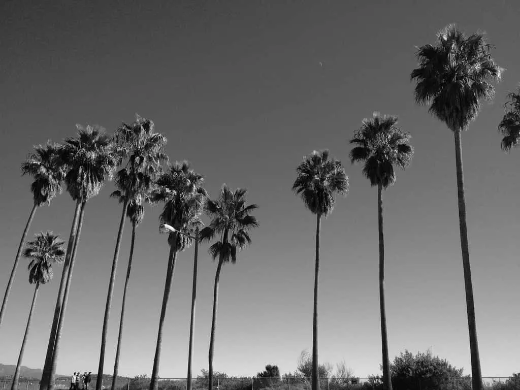 Black And White Palm Tree