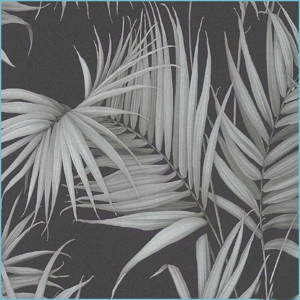 Black And White Palm Tree, palm fronds, soft gray tones, SD Desktop Wallpaper