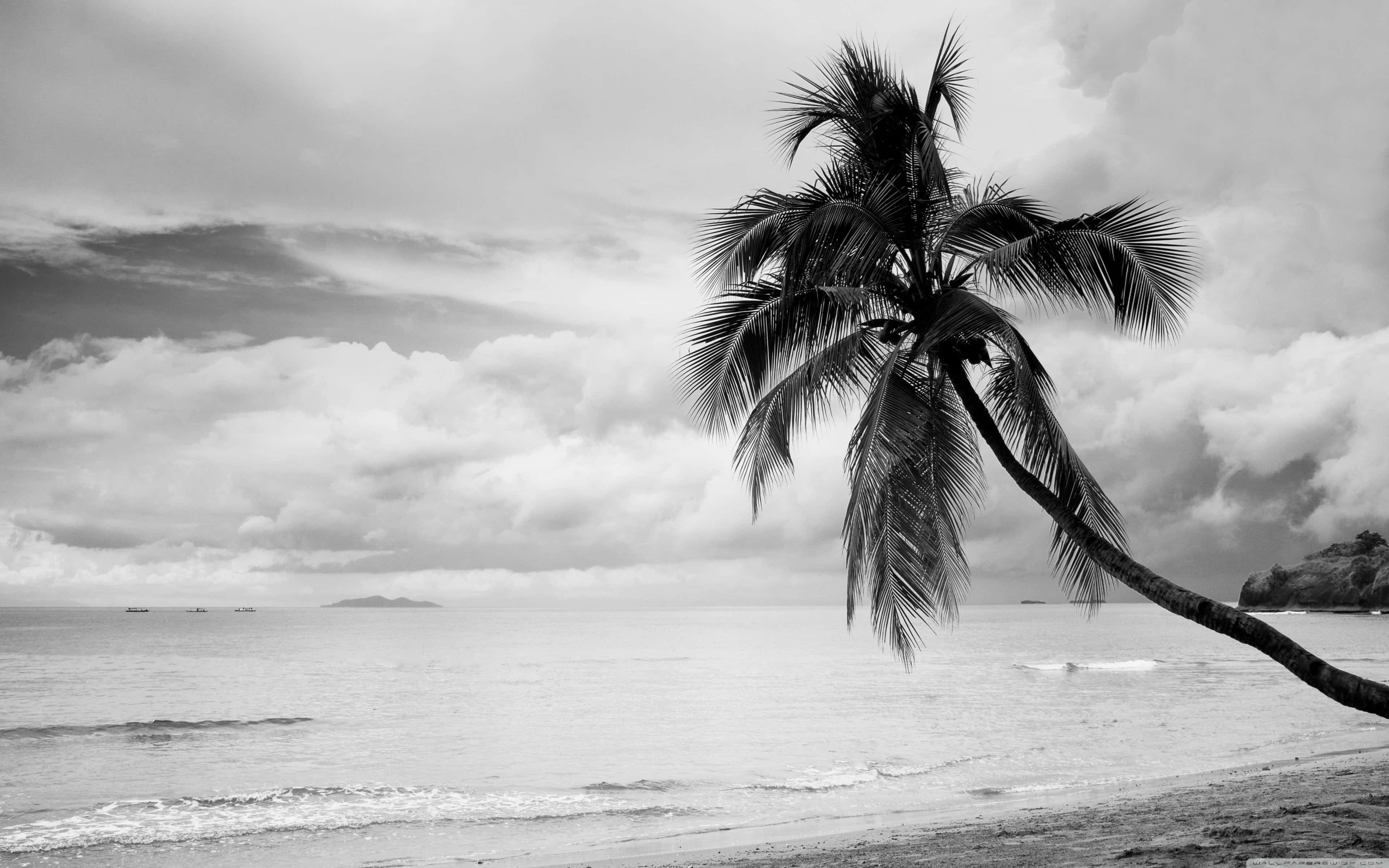 black and white palm tree, lone palm tree, tranquil beach, 4K Desktop Wallpaper