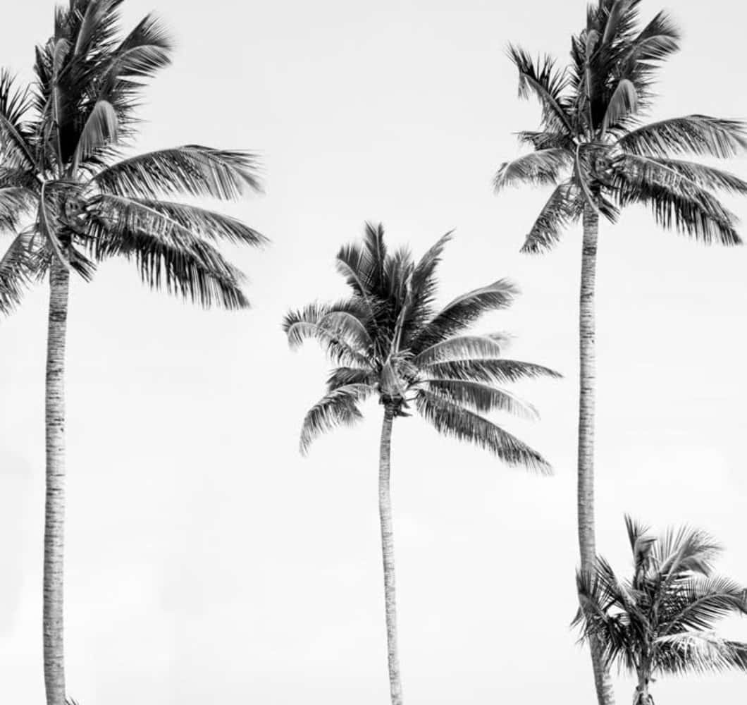 Black And White Palm Tree Mural, palm trees, monochrome sky, SD Desktop Wallpaper