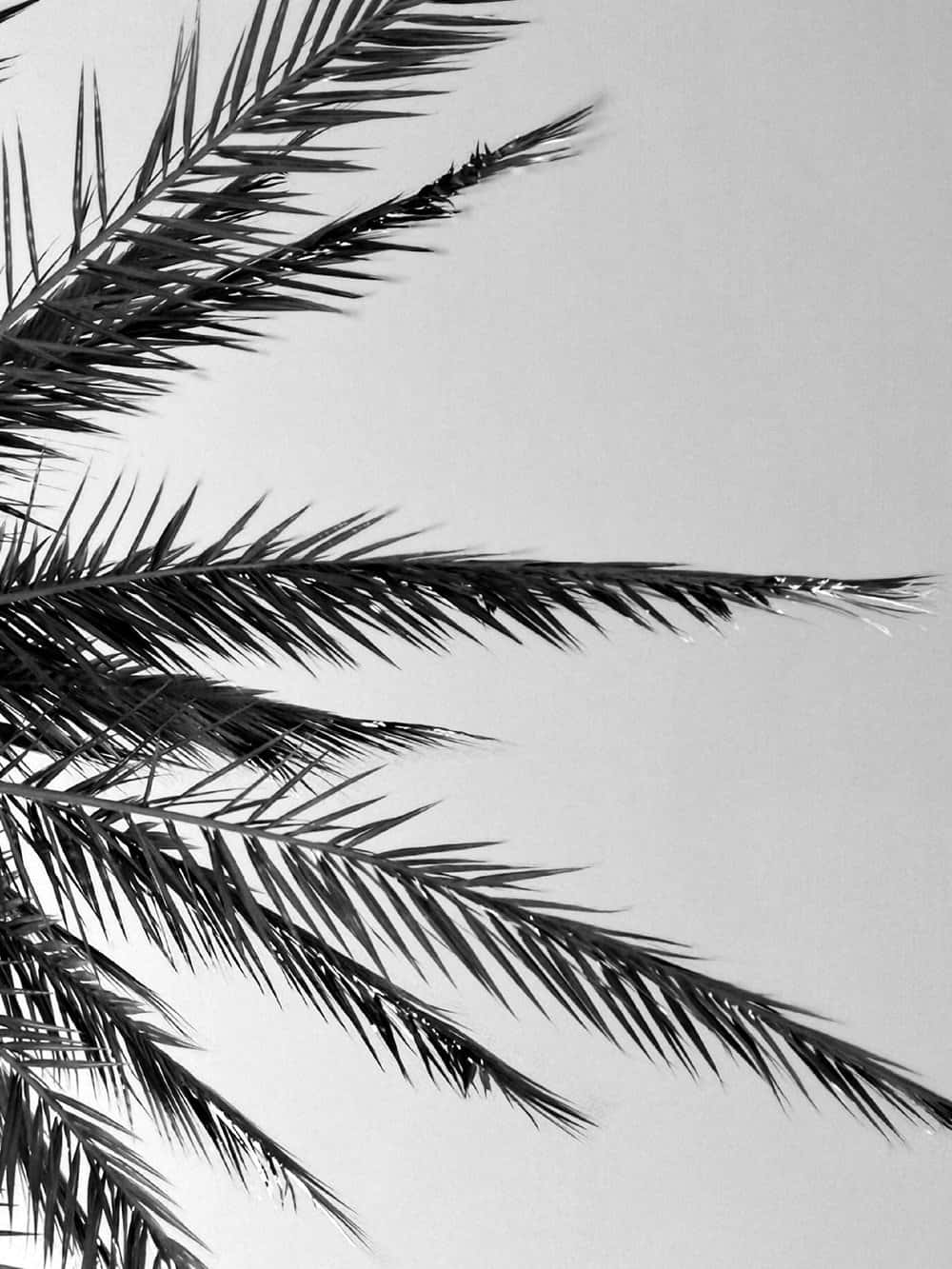 Black And White Palm Tree, low angle shot, bold black palm fronds, HD Phone Wallpaper