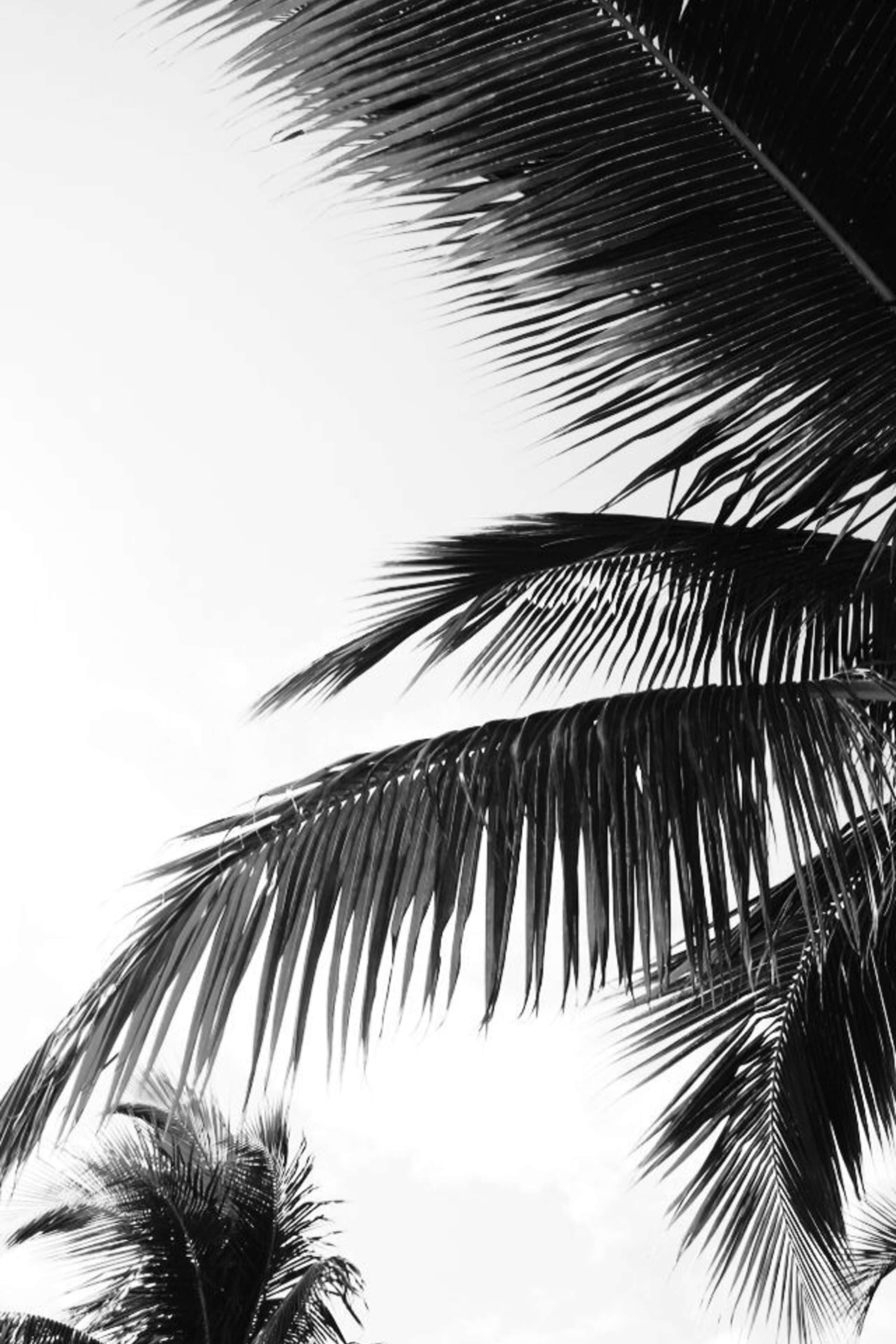 Palm tree, black and white photograph, high-contrast monochrome composition, 2K Phone Wallpaper
