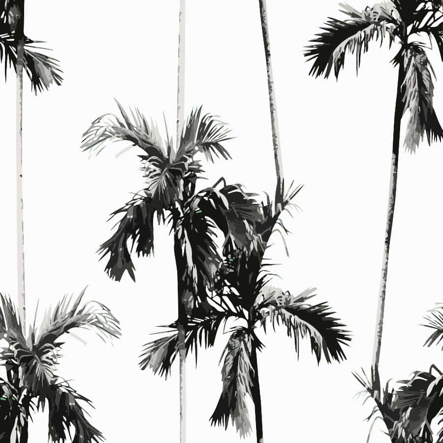 black and white, palm trees, detailed fronds, SD Desktop Wallpaper