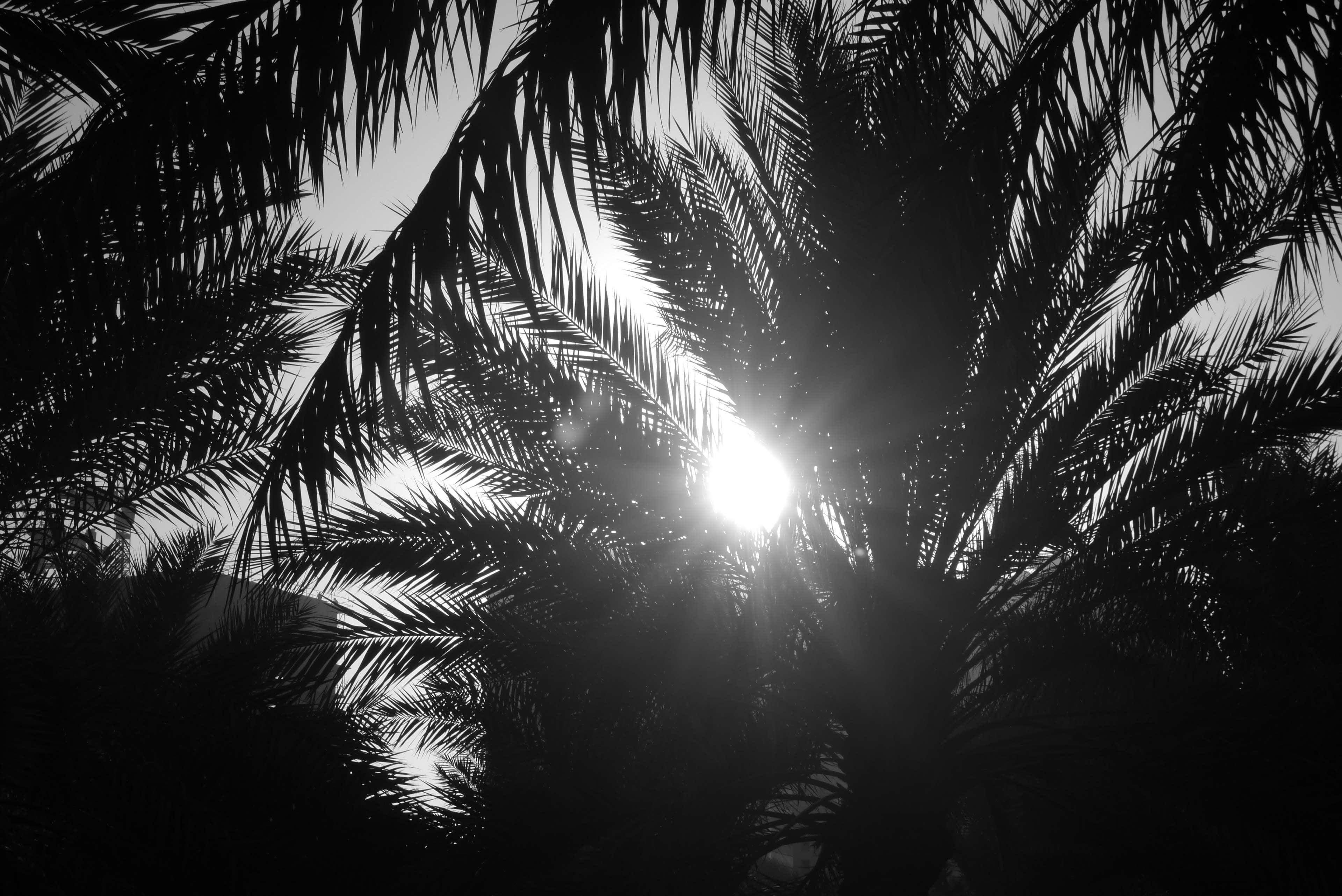 Sun Between Black And White Palm Trees, silhouetted palm fronds, radiant sunburst, 4K Desktop Wallpaper