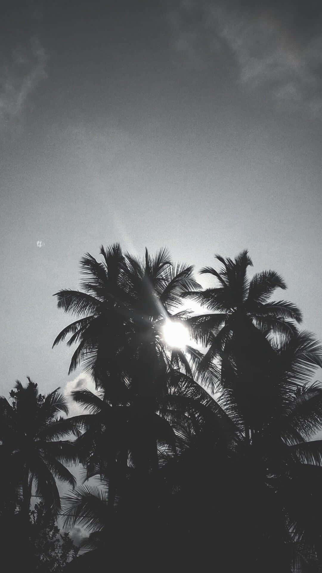 Black And White Palm Trees, sun, moody monochrome sky, Full HD Phone Wallpaper