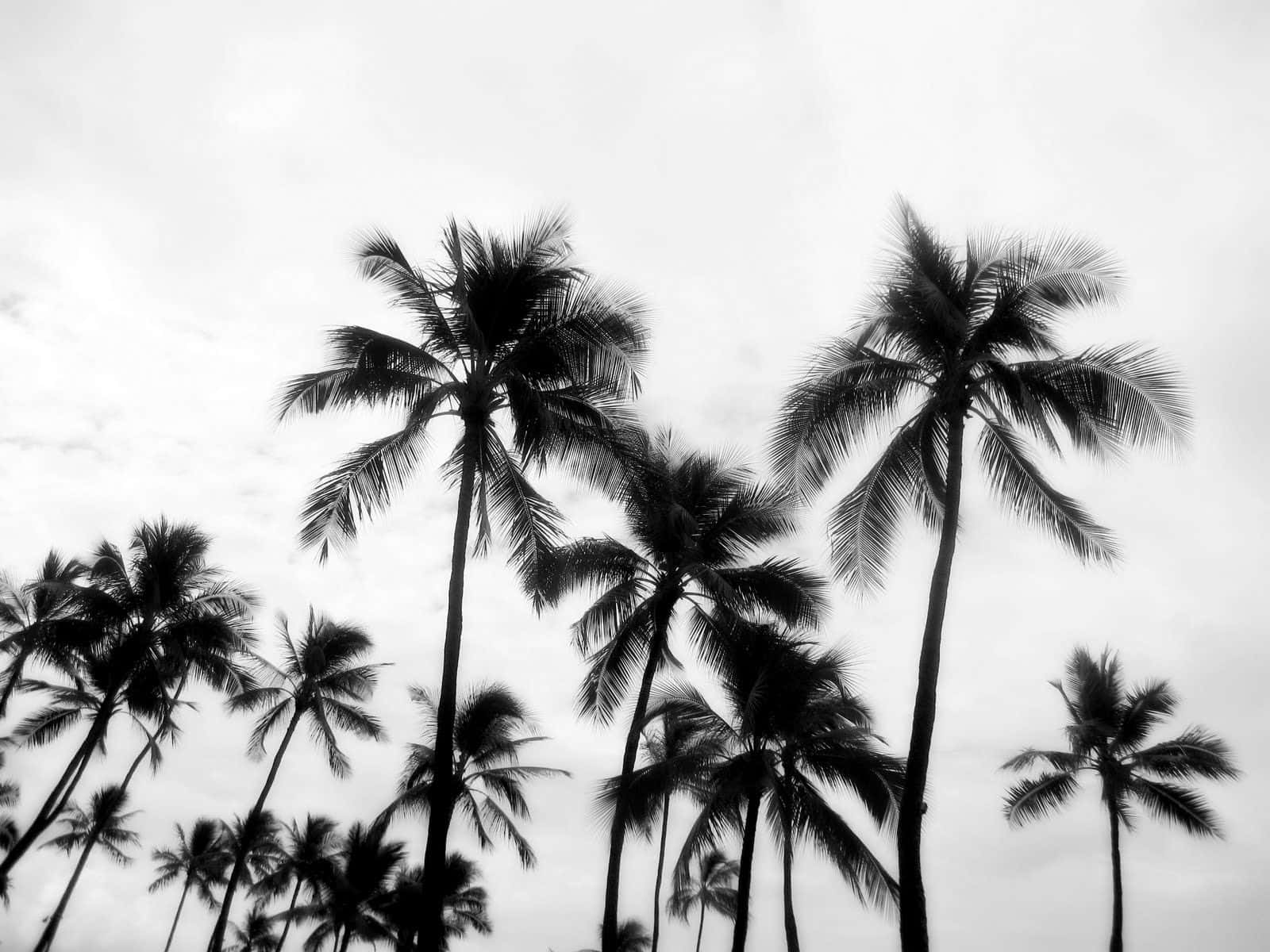 black and white, palm tree, cloudy monochrome sky, HD Desktop Wallpaper