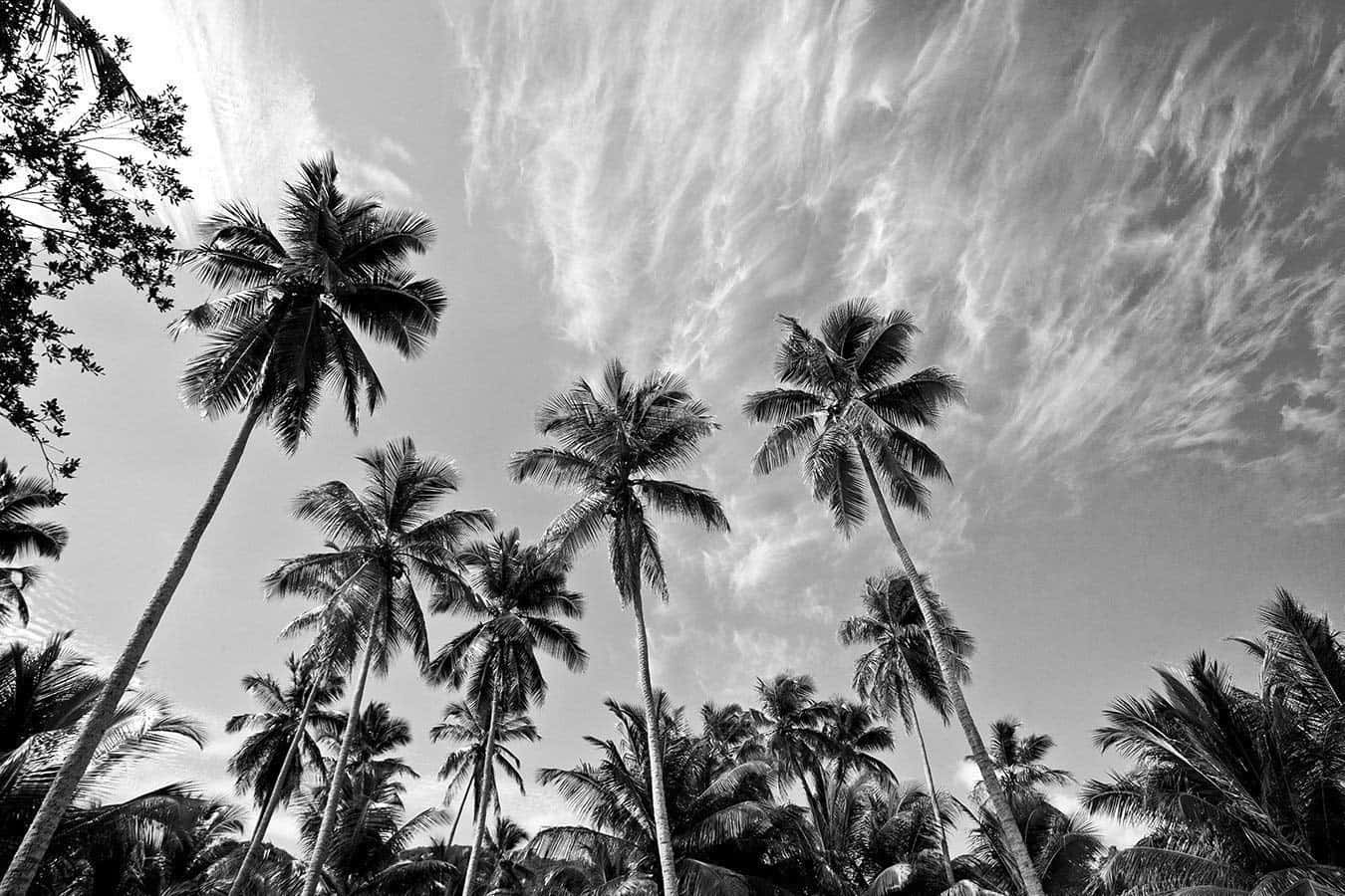 Black And White Palm Trees, cloudy skies, low angle shot, HD Desktop Wallpaper