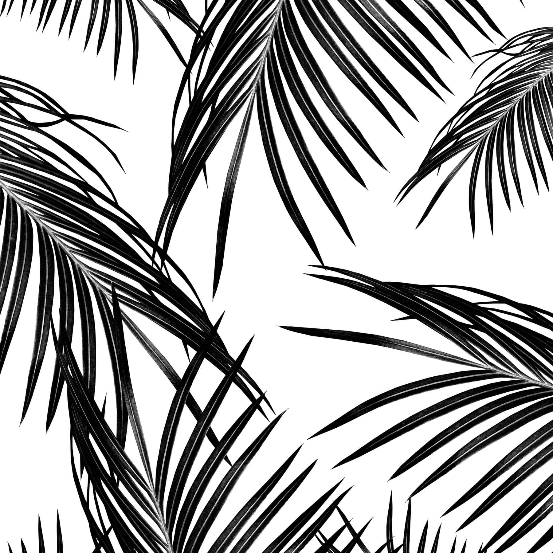 black and white oasis, palm tree, black palm fronds, HD Desktop Wallpaper