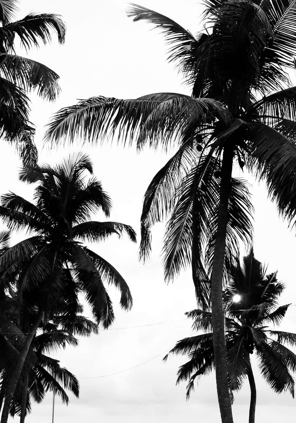 palm tree, black and white sunrise, silhouette, HD Phone Wallpaper