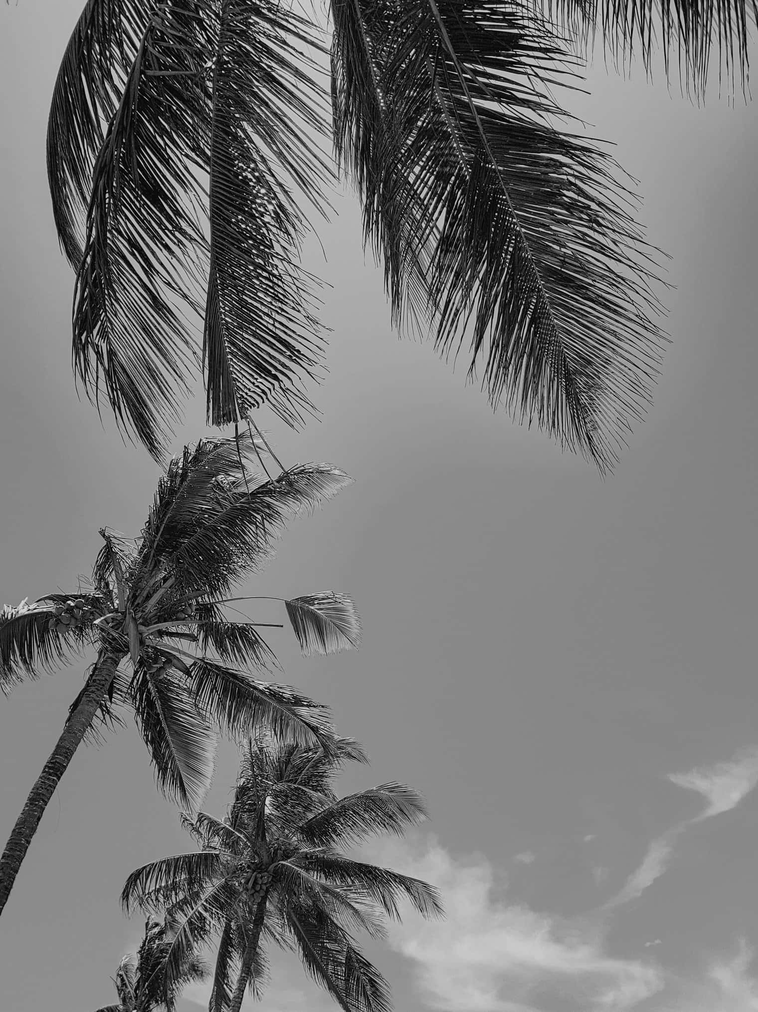 black and white palm tree, deserted beach, monochrome palm fronds, Full HD Phone Wallpaper