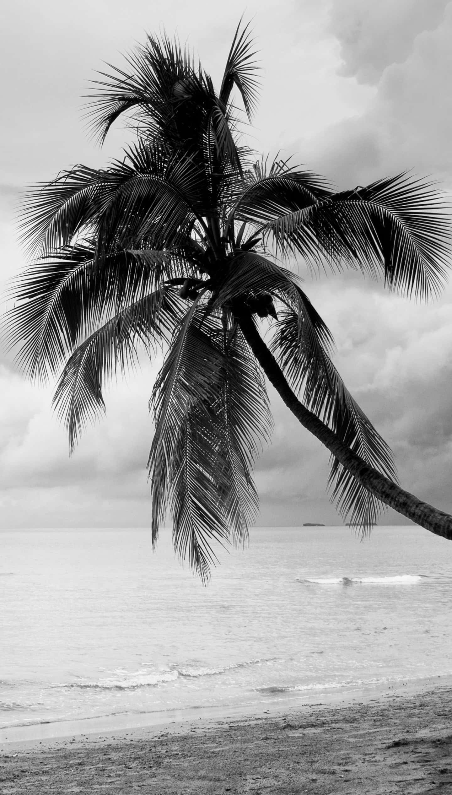 Black And White Palm Tree, beach, palm tree, Full HD Phone Wallpaper