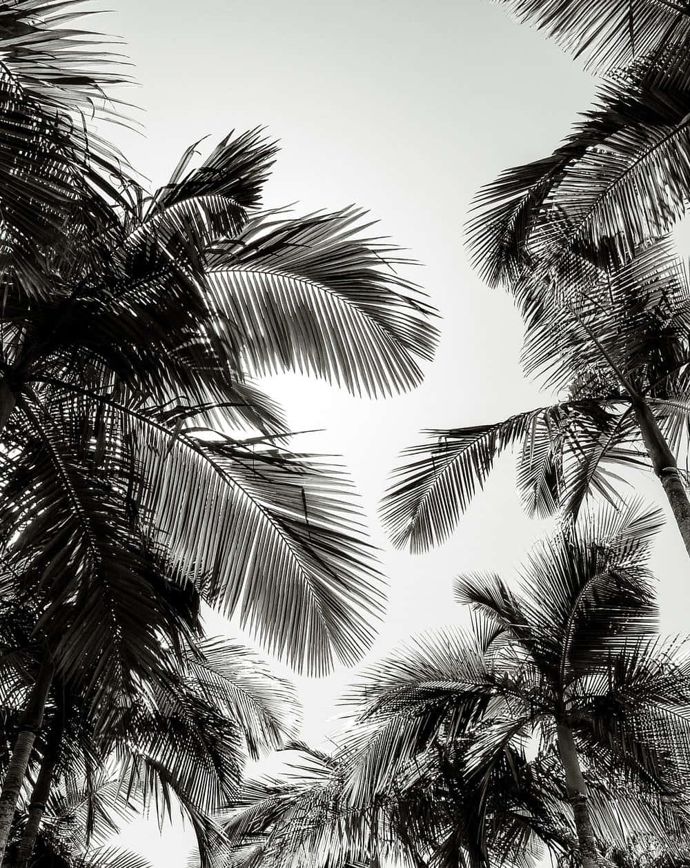 black and white Palm Tree, sandy shoreline, palm fronds, SD Phone Wallpaper