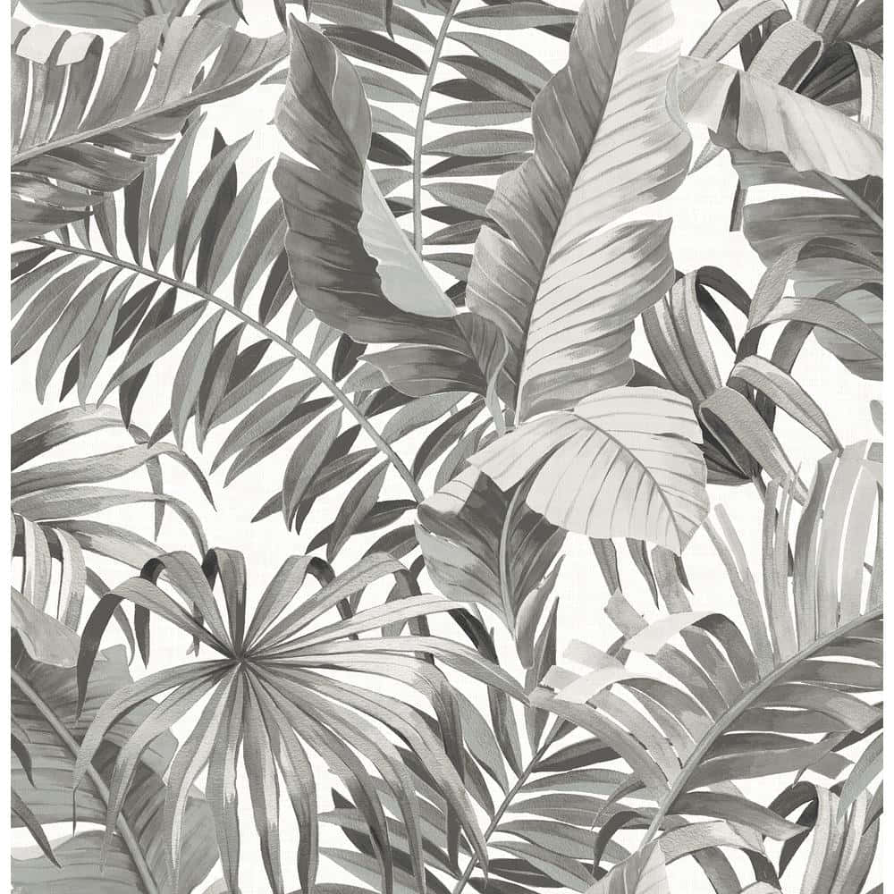 Black And White Palm Tree, monochrome tropical leaves, varying shades of gray, SD Desktop Wallpaper