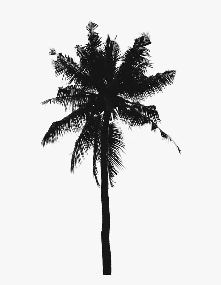 palm tree, black silhouette, light gray background, SD Phone Wallpaper