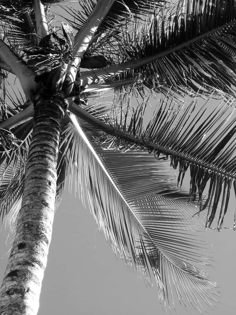 black and white palm tree, palm tree trunk, fronds, SD Phone Wallpaper