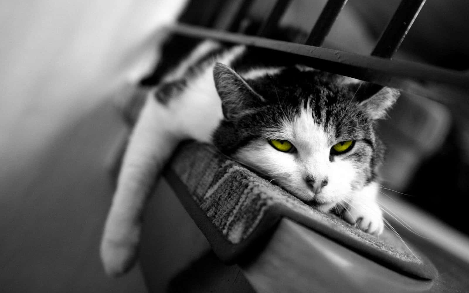 Black And White PC, cat, green eyes, HD Desktop Wallpaper