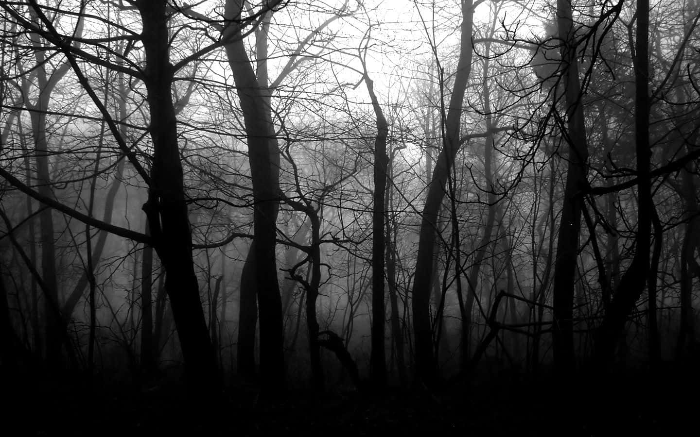 Black And White PC, silhouetted trees, misty gray forest, HD Desktop Wallpaper
