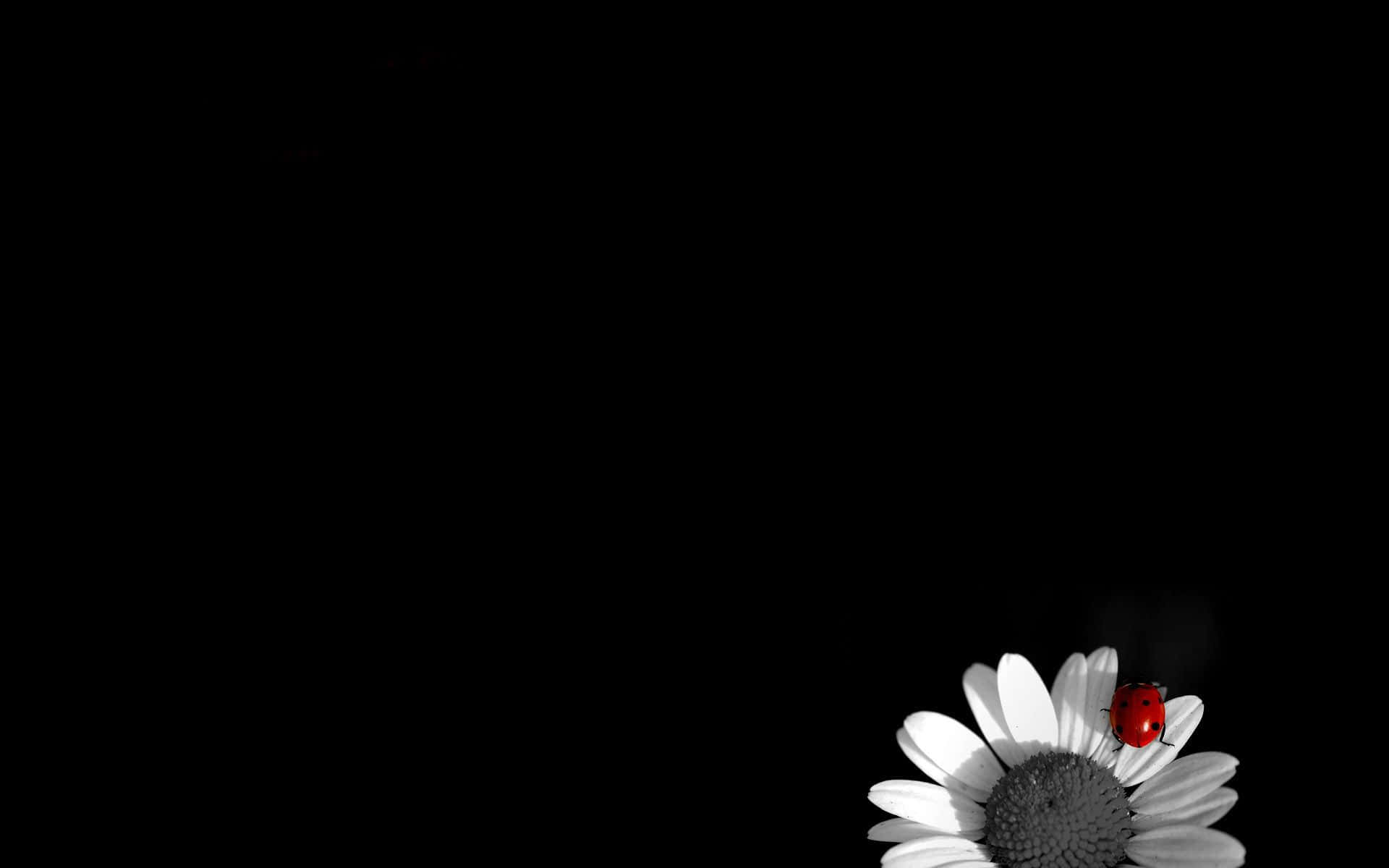 Black And White PC, red ladybug, white daisy, Full HD Desktop Wallpaper
