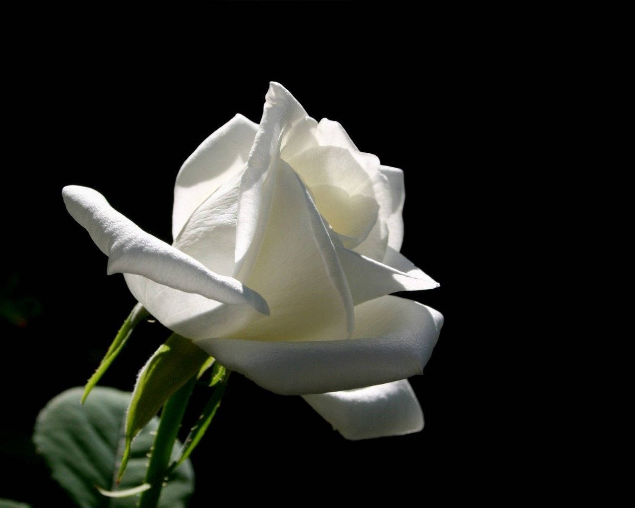 white rose, black background, soft shadows, HD Desktop Wallpaper