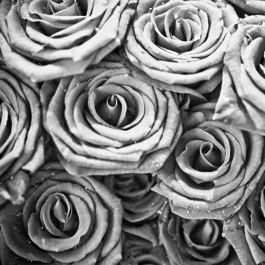 Black And White Rose, dew-kissed roses, intricate layered petals, SD Desktop Wallpaper