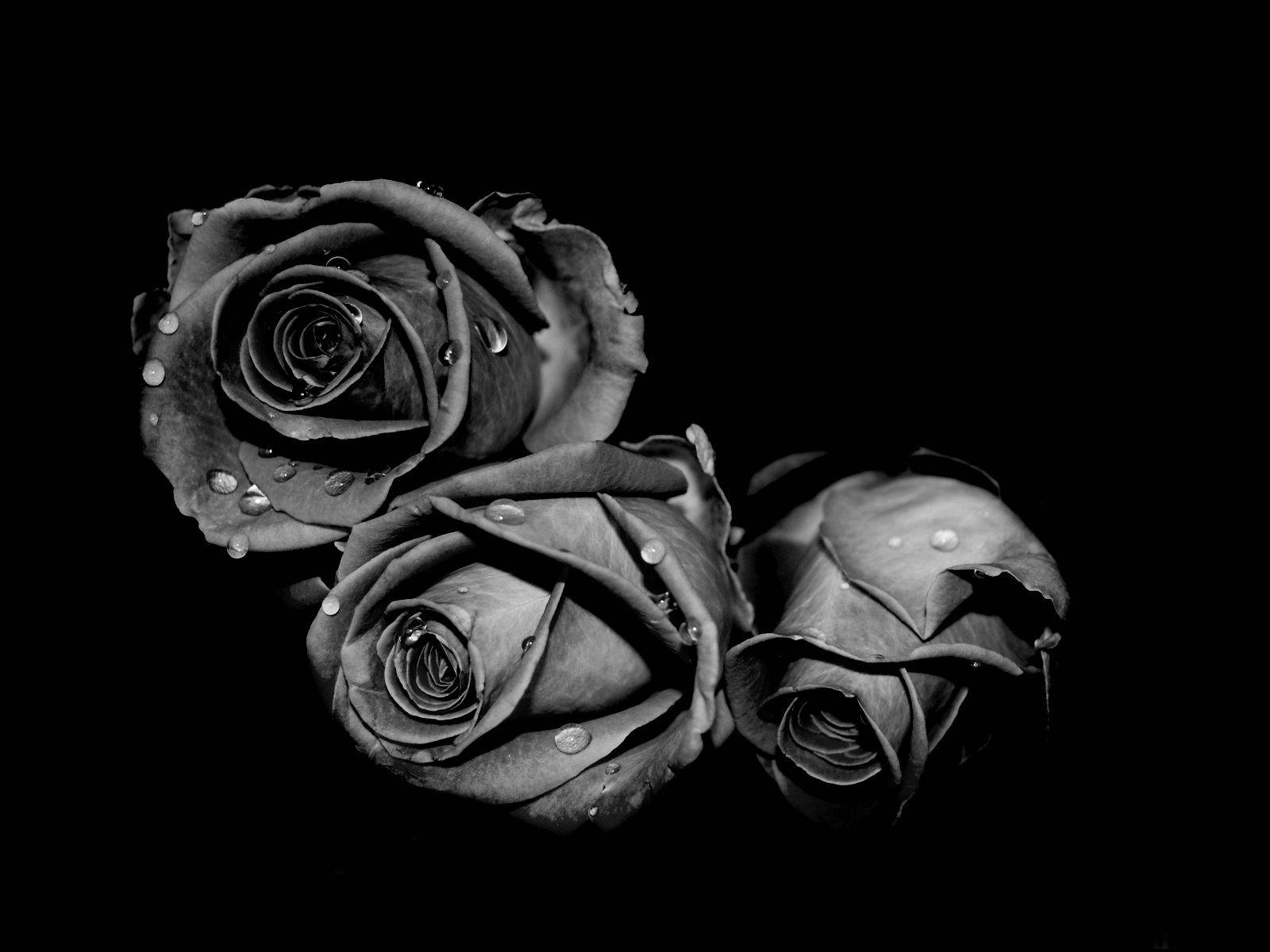 Black and White Rose Buds, monochrome roses, dewdrops, HD Desktop Wallpaper