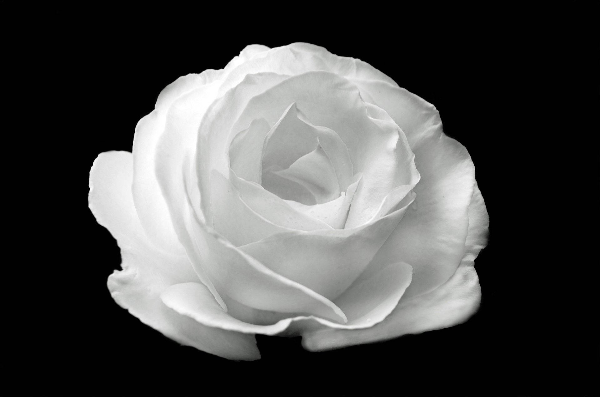 white rose, black backdrop, monochrome, Full HD Desktop Wallpaper