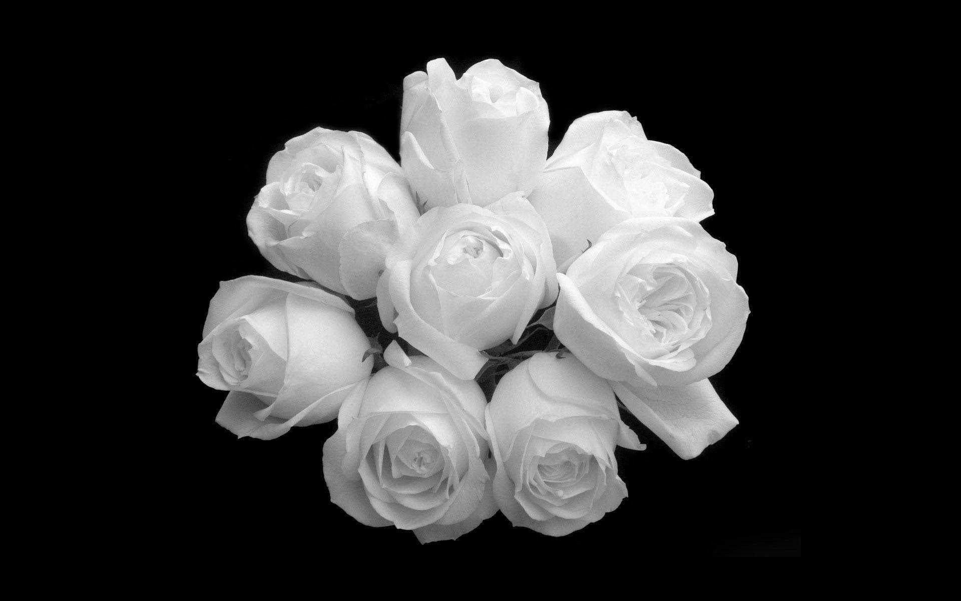 black and white rose flowers, white roses, delicate petals, Full HD Desktop Wallpaper