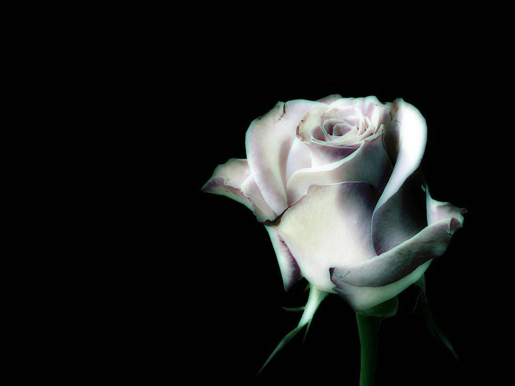 white rose, pale lavender rose, delicate petals, SD Desktop Wallpaper