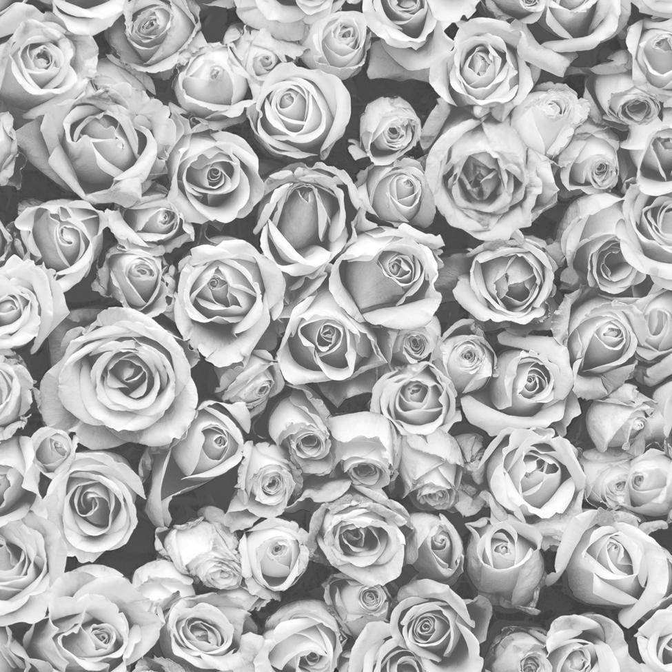 black and white rose flowers, monochrome pattern, tightly packed roses, SD Desktop Wallpaper