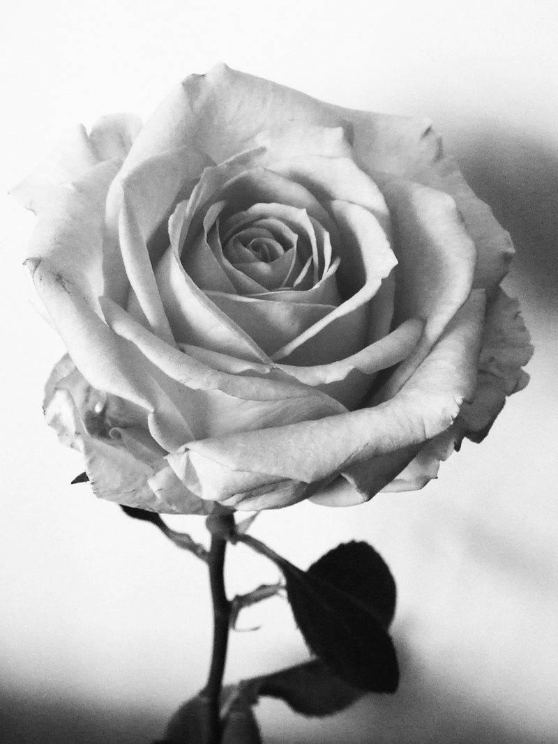 Black And White Rose, rose, delicate layered petals, SD Phone Wallpaper