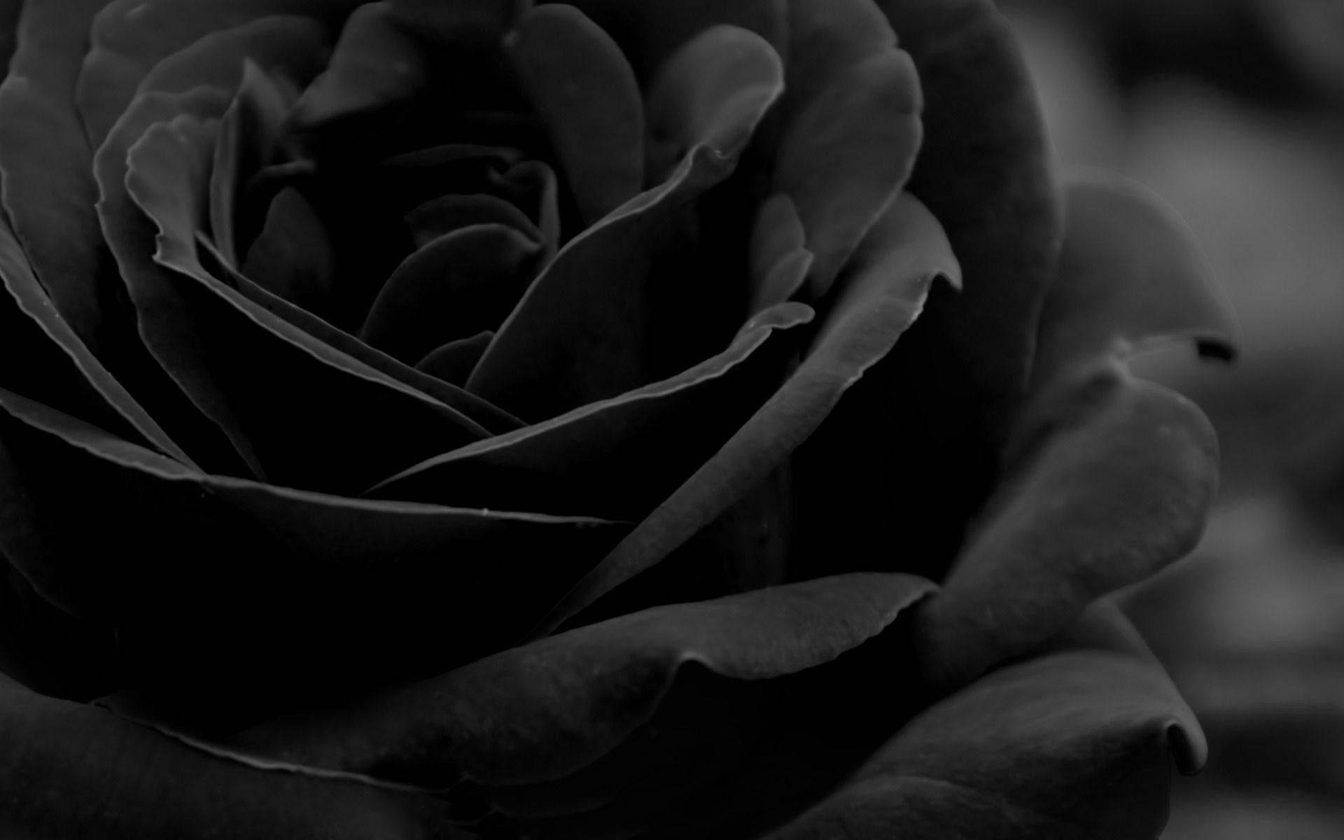 black and white rose, monochrome, dark rose, Full HD Desktop Wallpaper