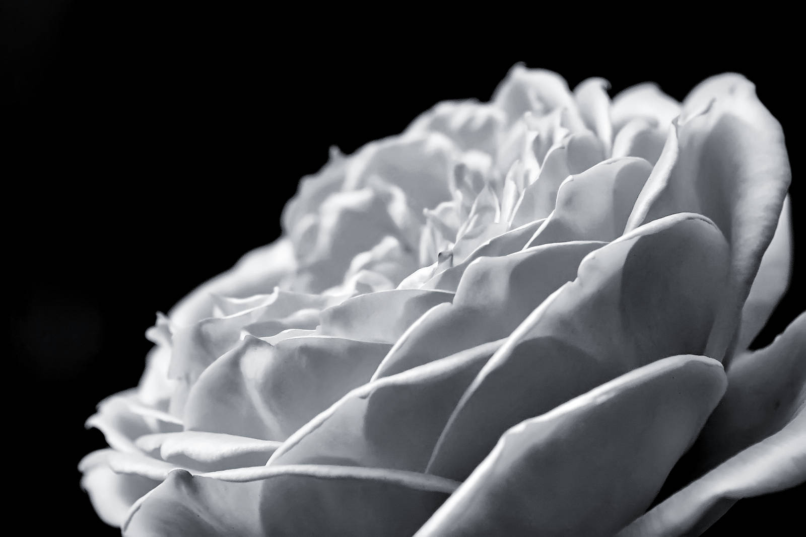petaled white rose, black background, monochrome, HD Desktop Wallpaper